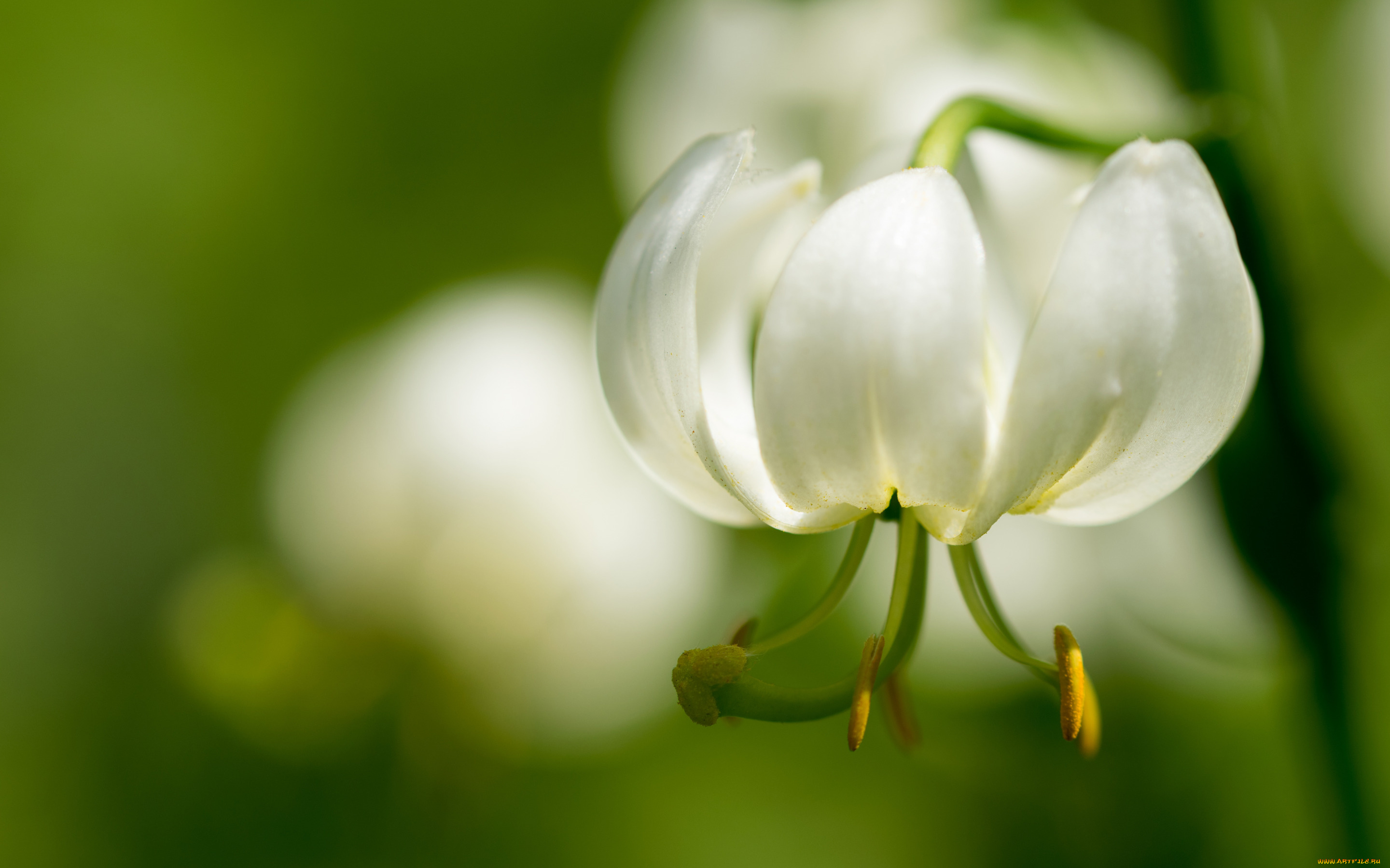 цветы, лилии, , лилейники, боке, макро, тычинки, лилия, лепестки, белая