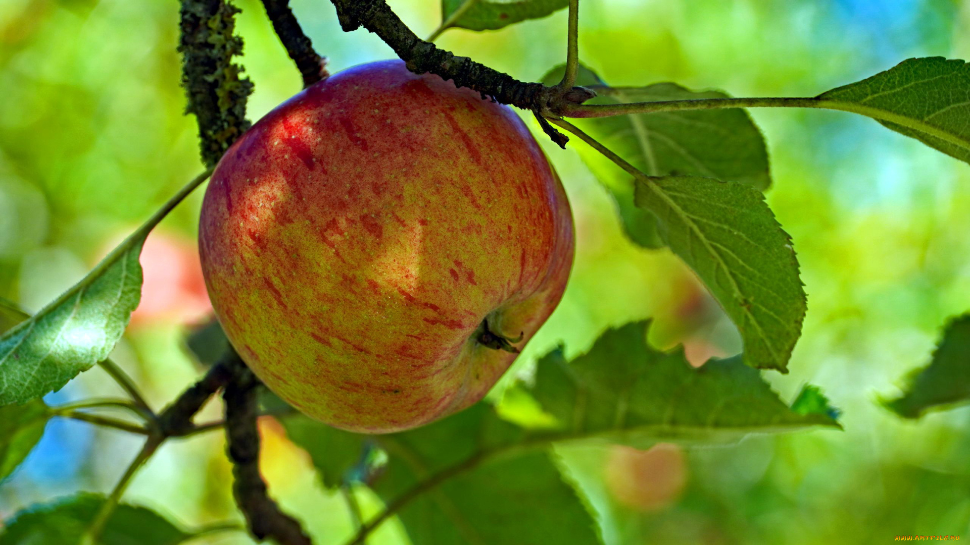 природа, плоды, яблоки