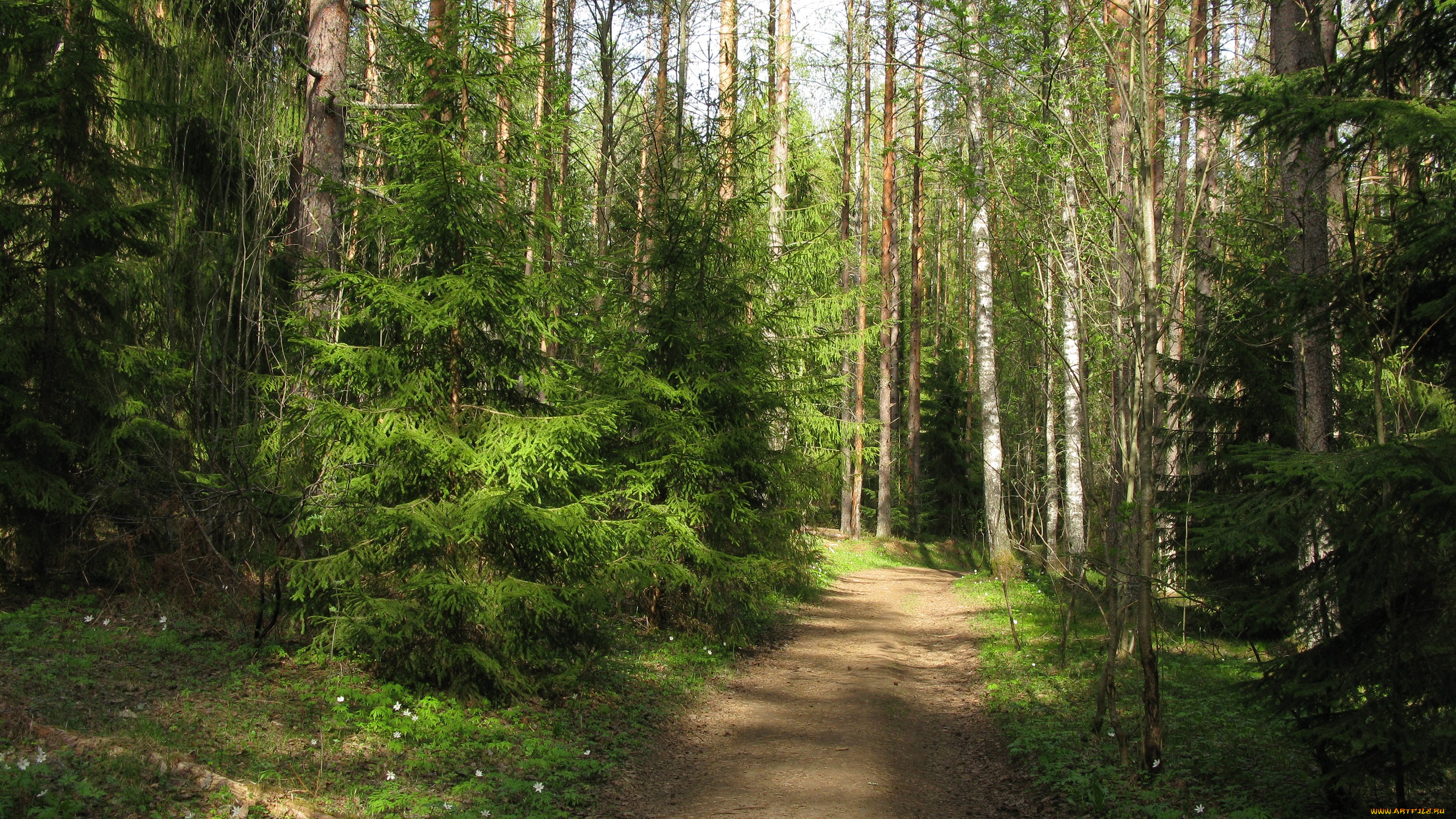 лесная, дорога, природа, дороги, лес, дорога, подснежники, весна, карелия