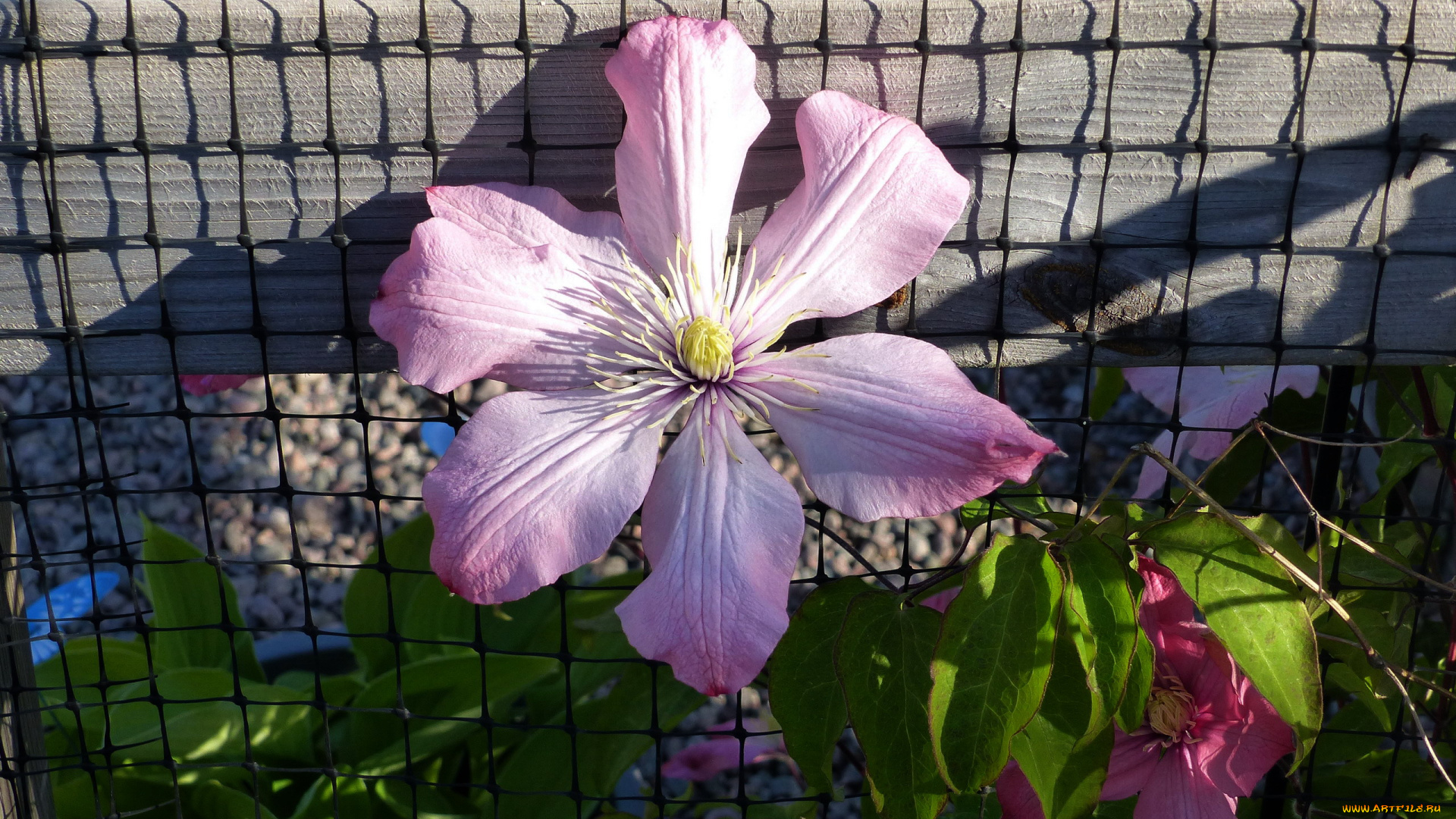 цветы, клематис, , ломонос, розовый, клематис, макро