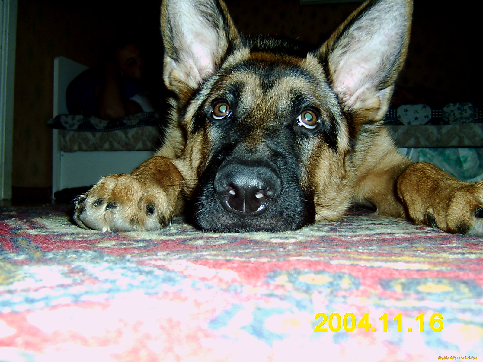 граф, животные, собаки