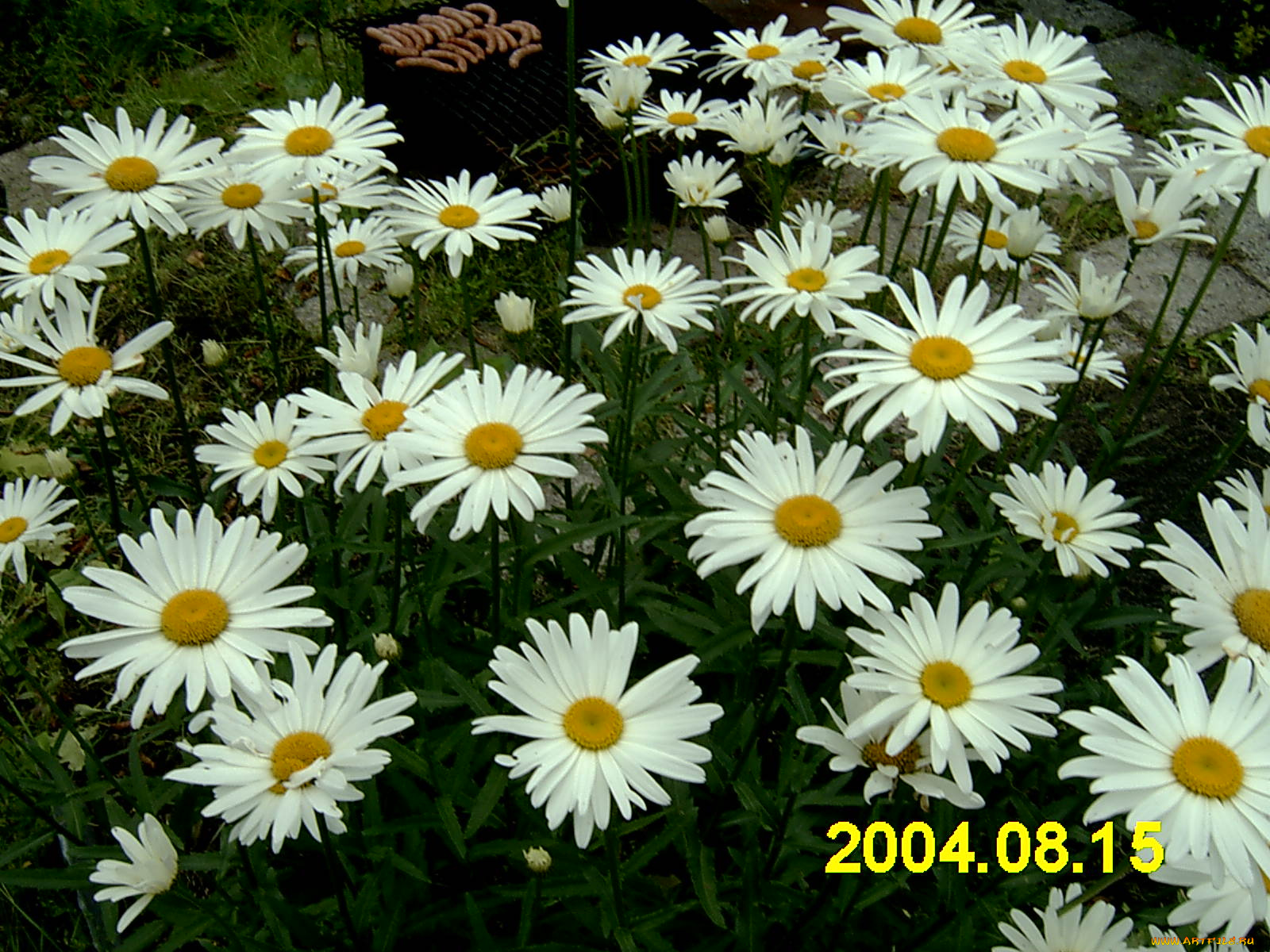 ромашки, цветы