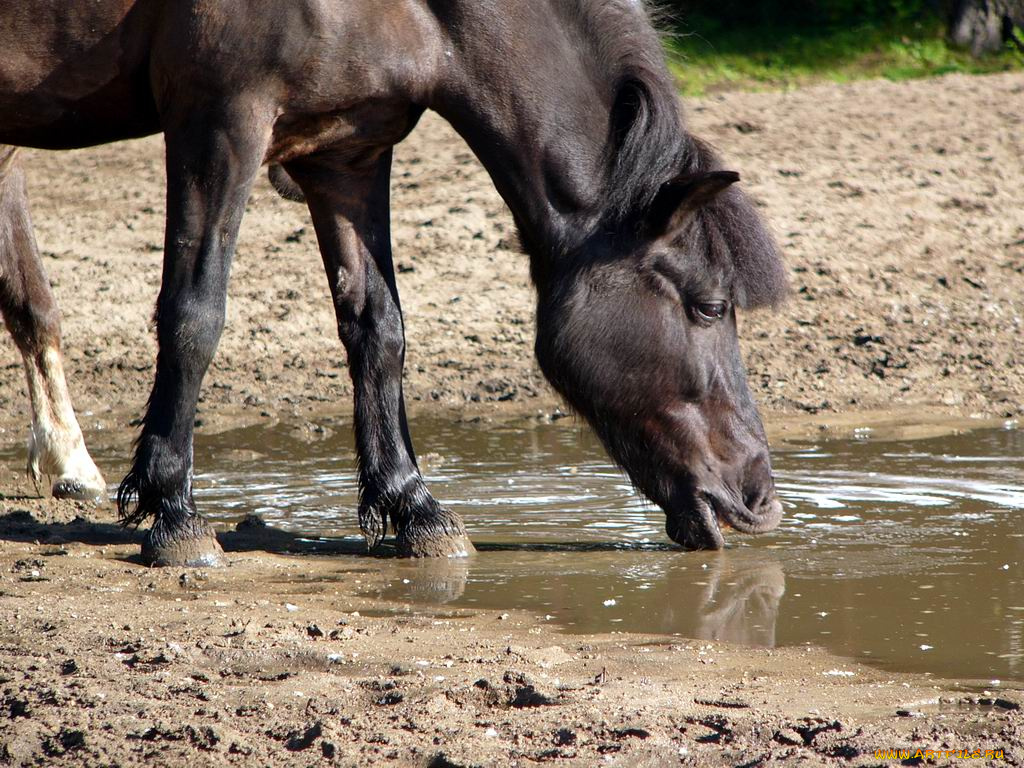 животные, лошади