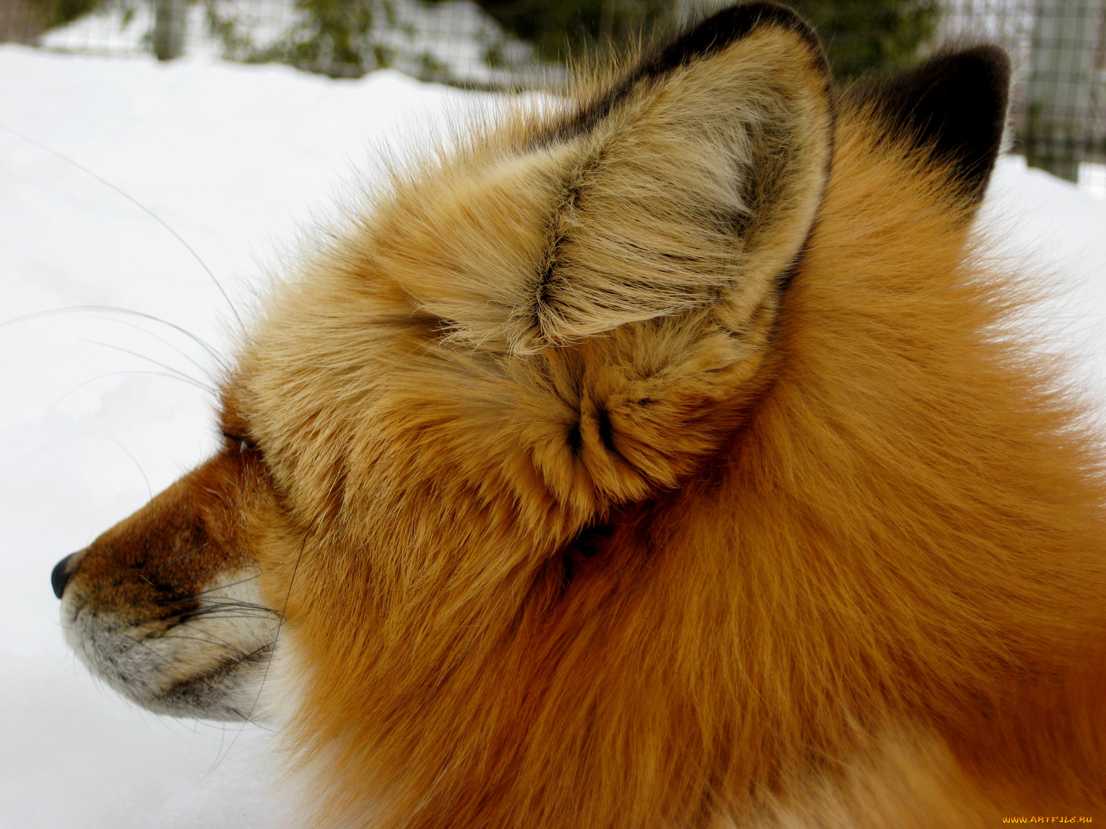 животные, лисы