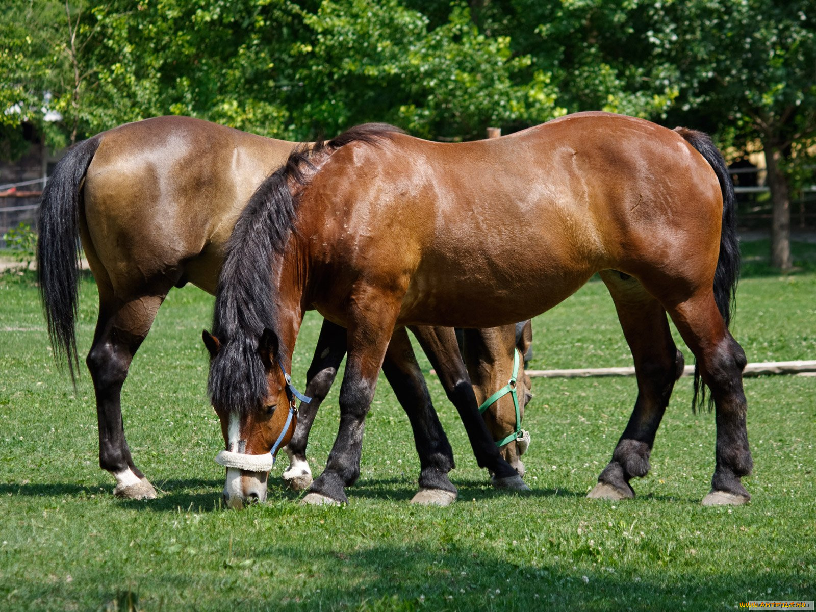 животные, лошади