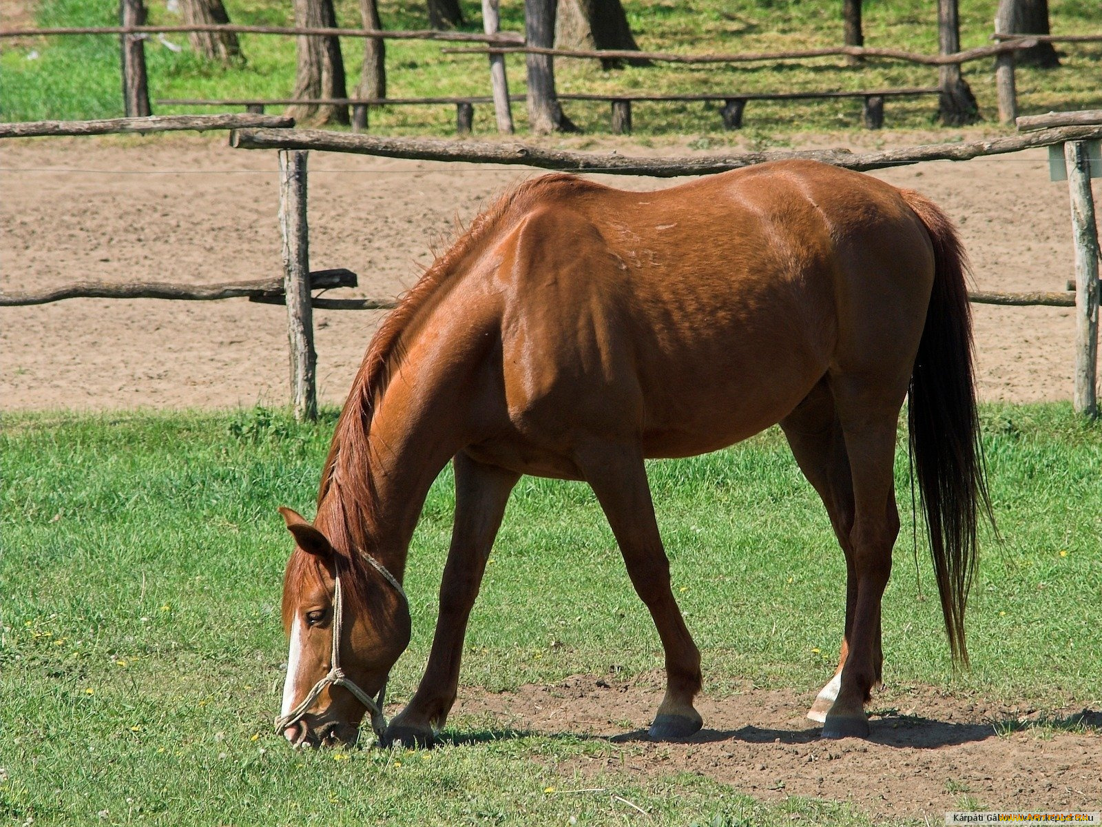 животные, лошади