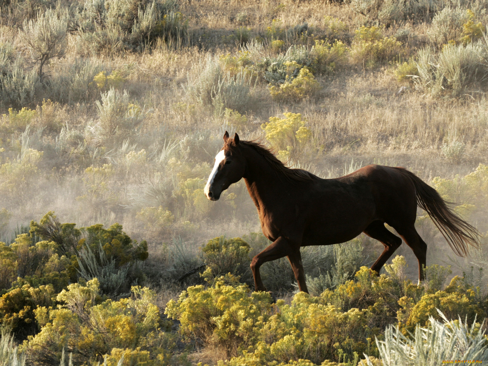 животные, лошади