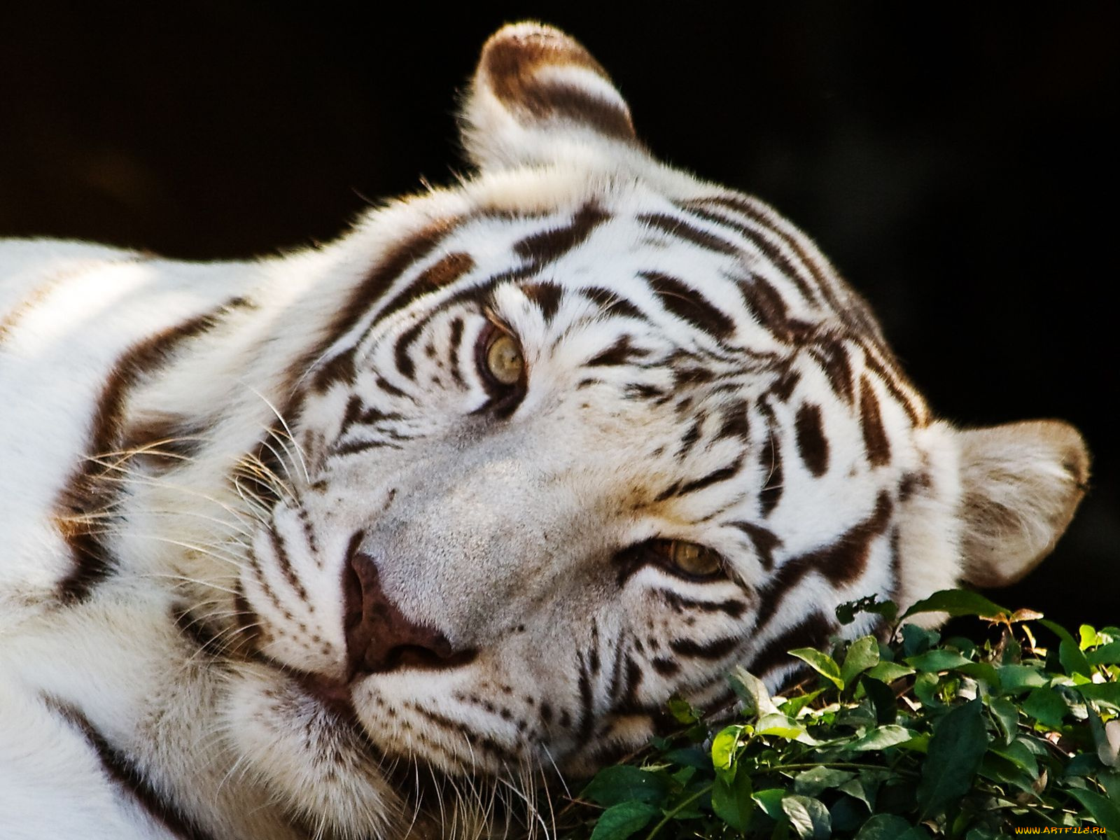 животные, тигры
