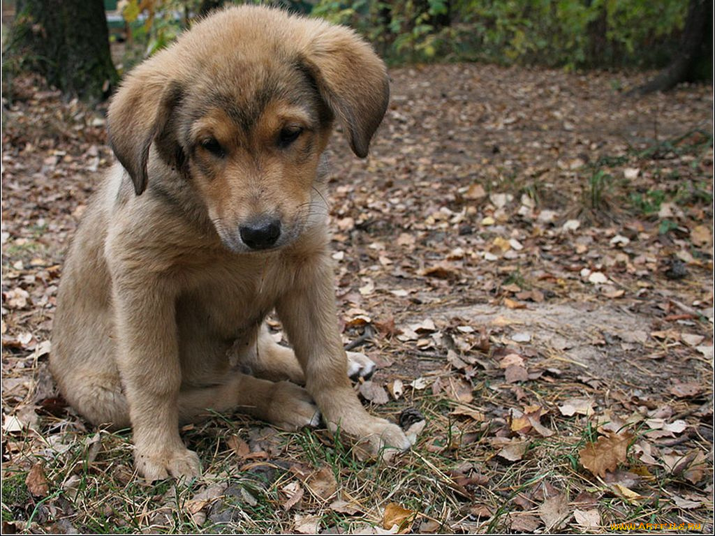 животные, собаки