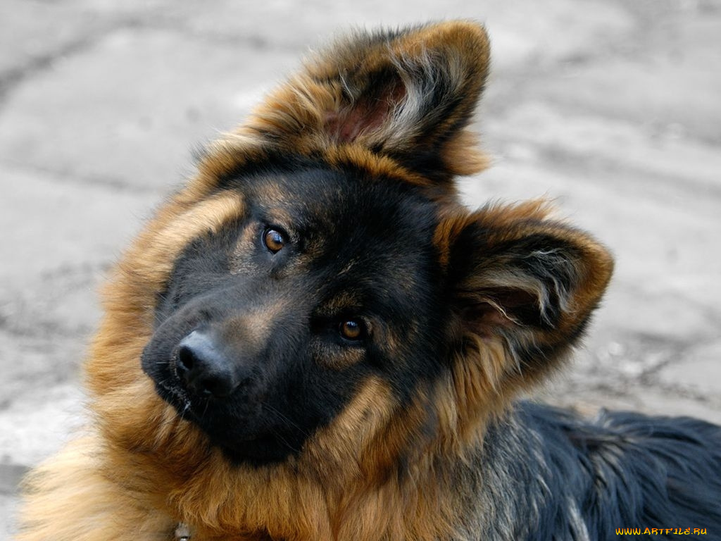 животные, собаки