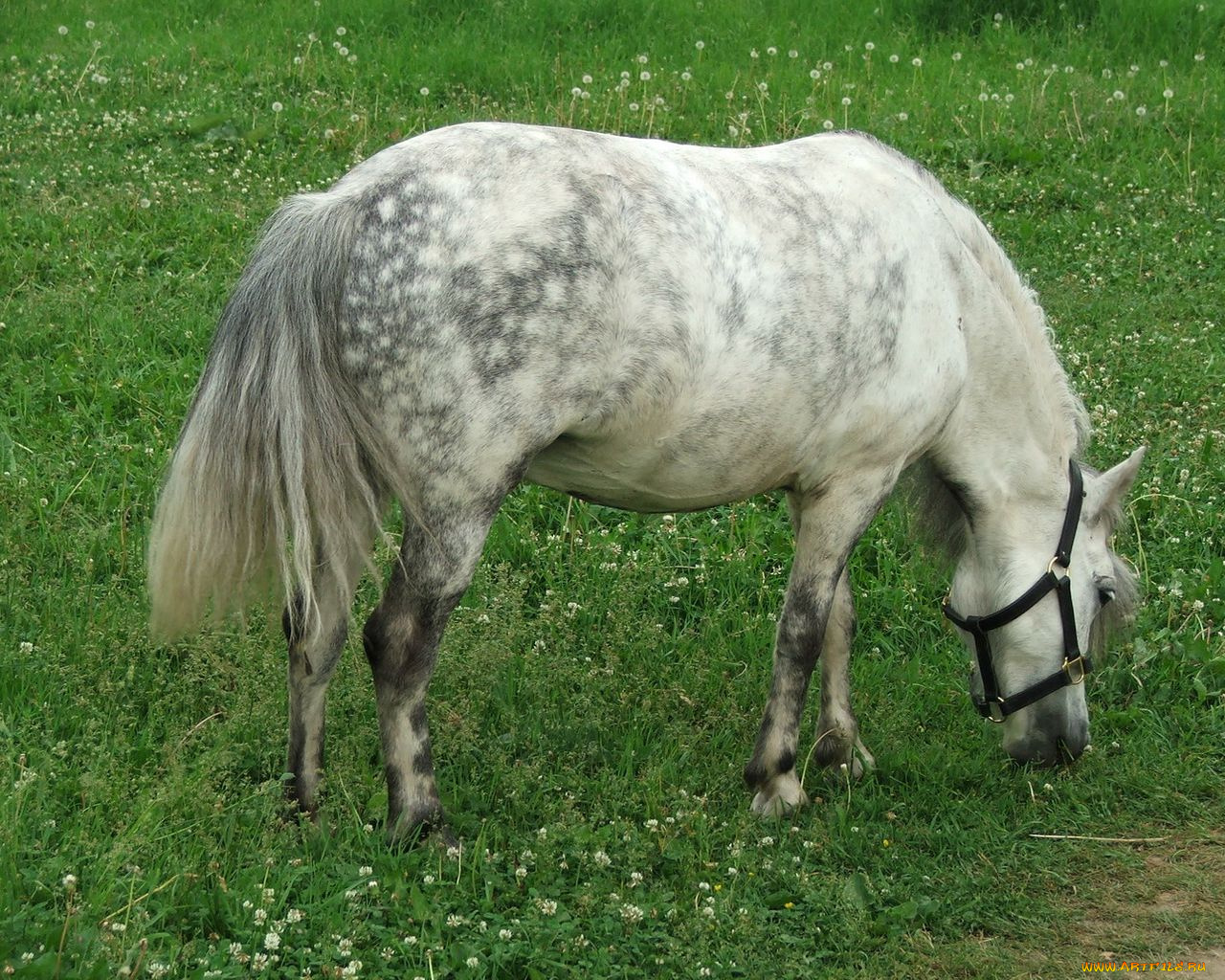 животные, лошади