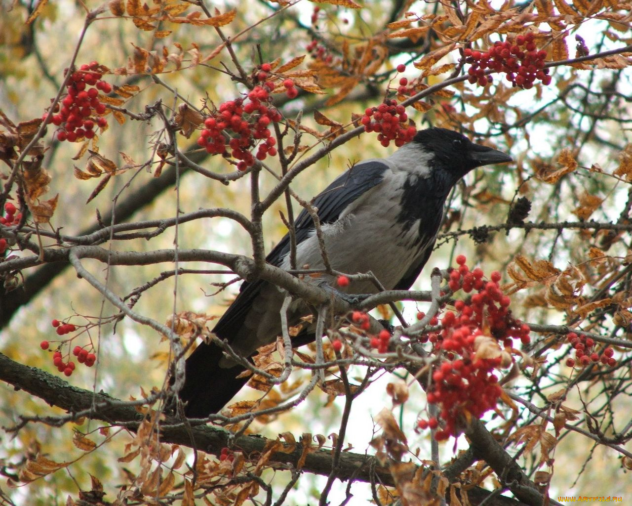животные, вороны, грачи, галки