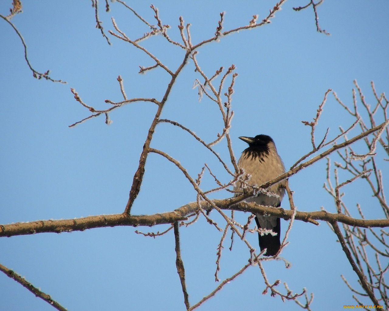 животные, вороны, грачи, галки