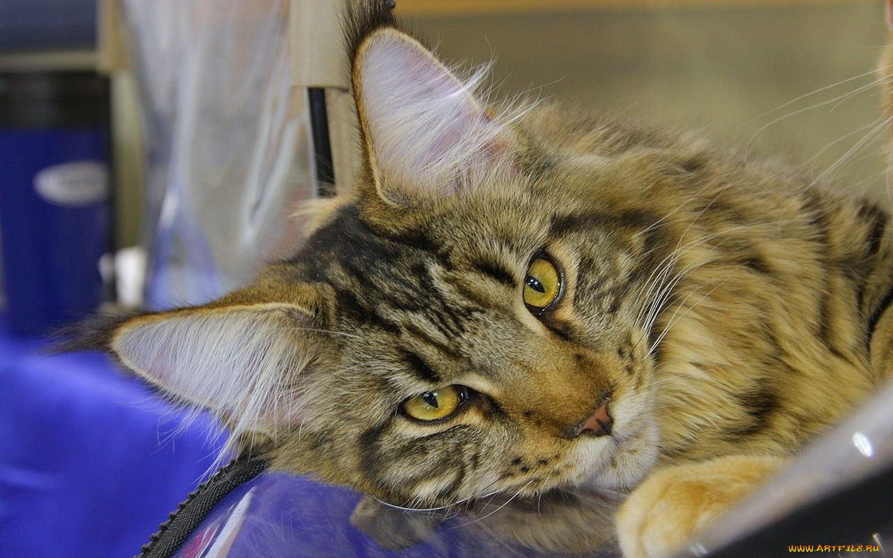 животные, коты