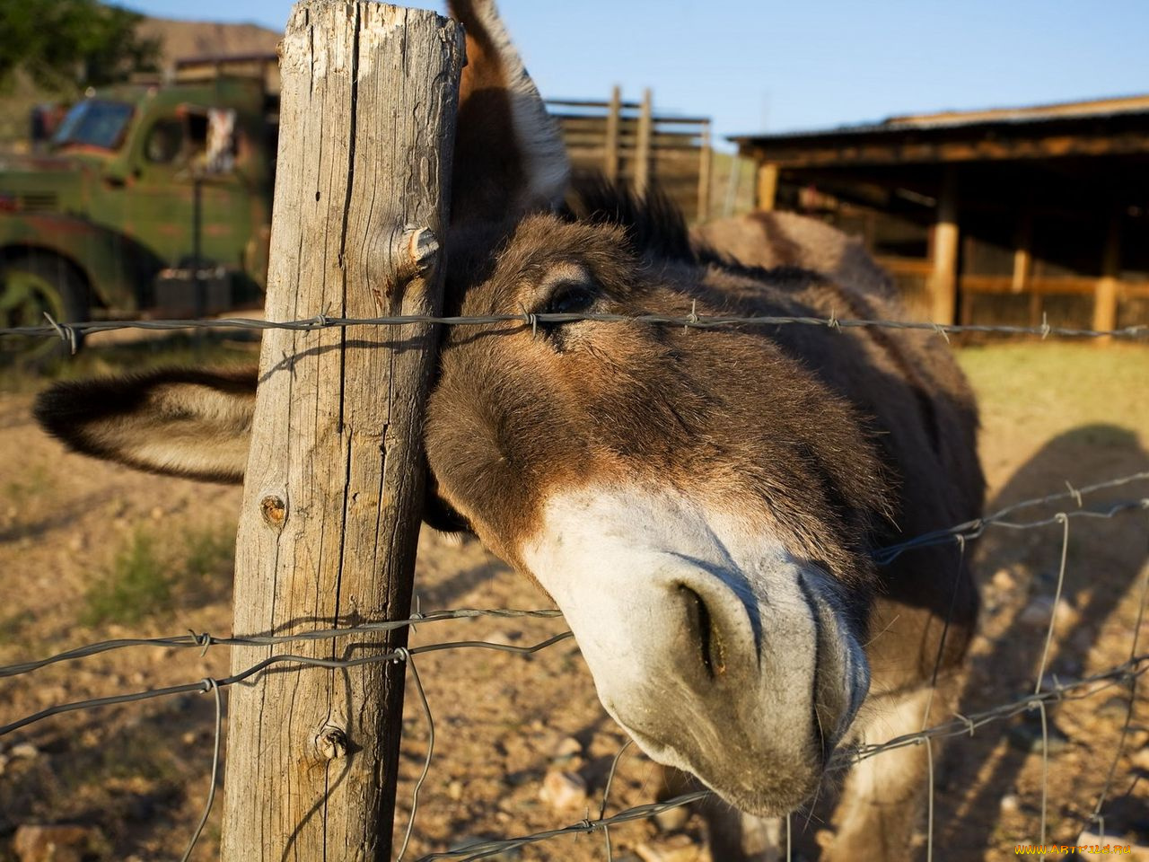 животные, ослы