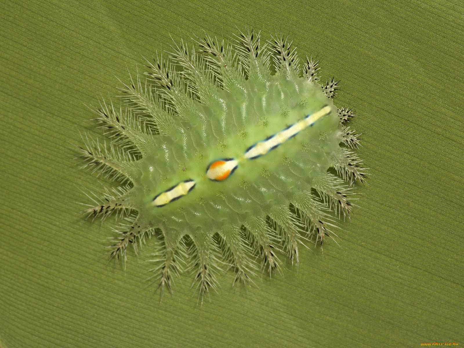 животные, другое