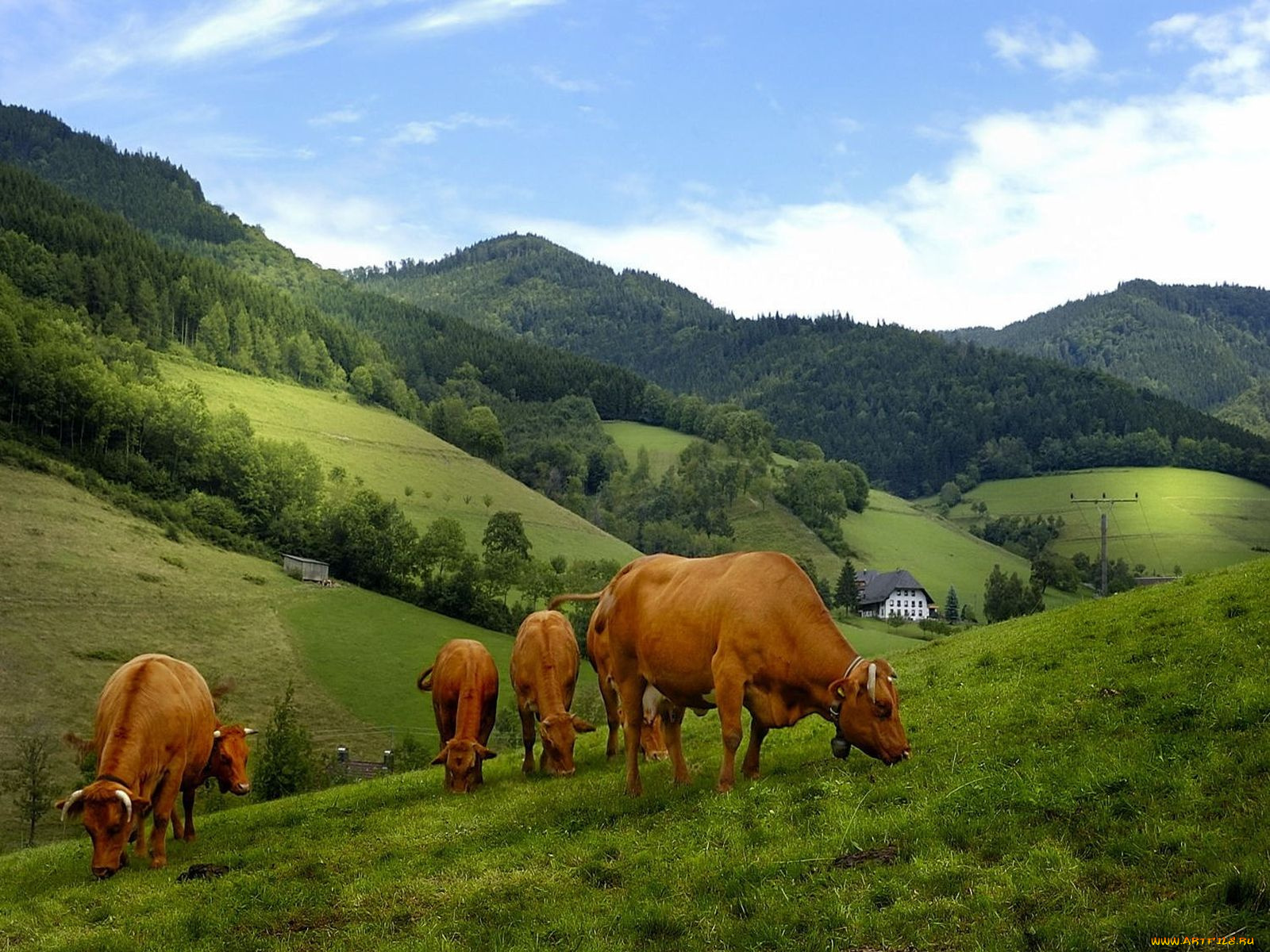 животные, коровы, буйволы