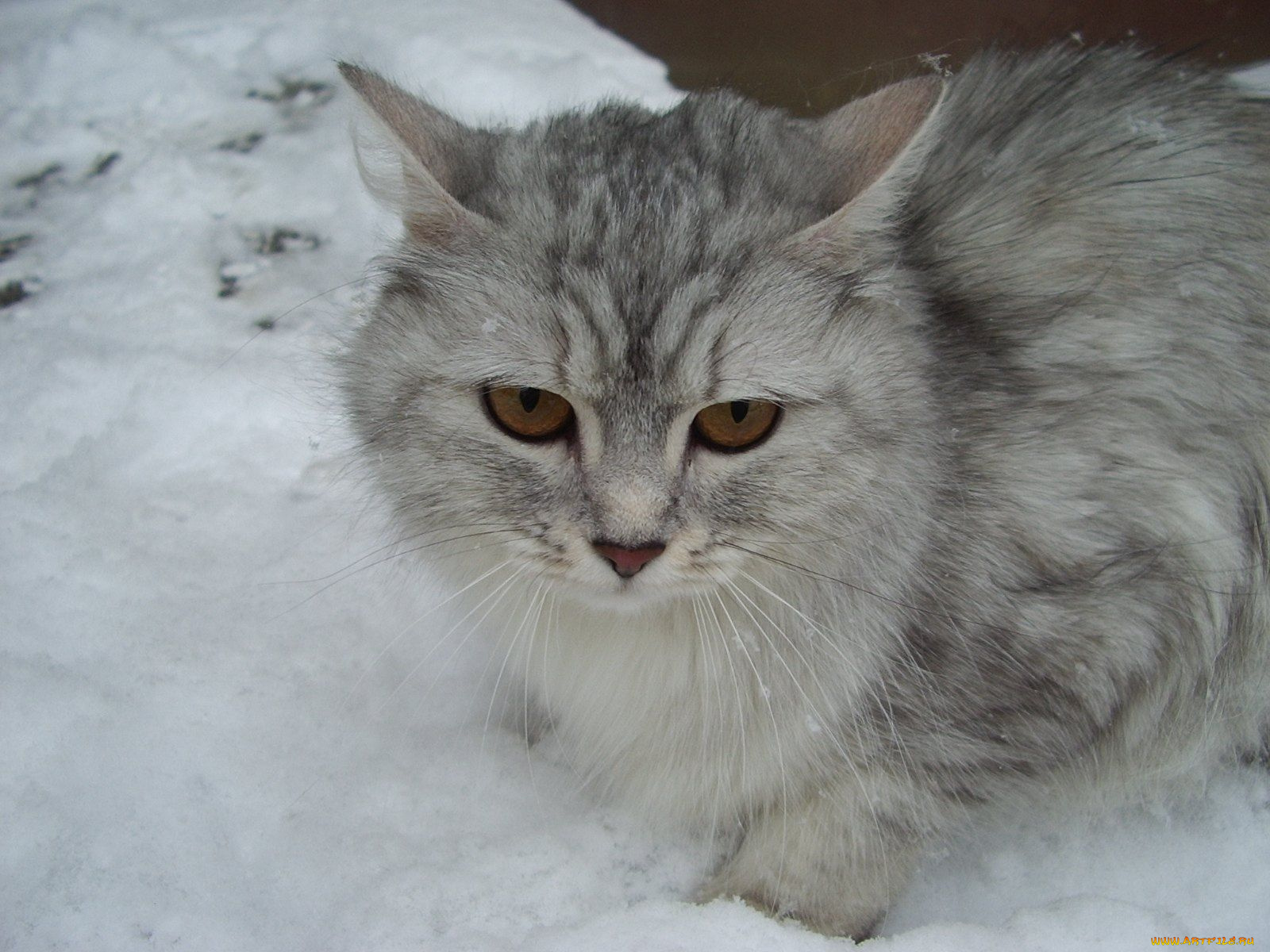 животные, коты