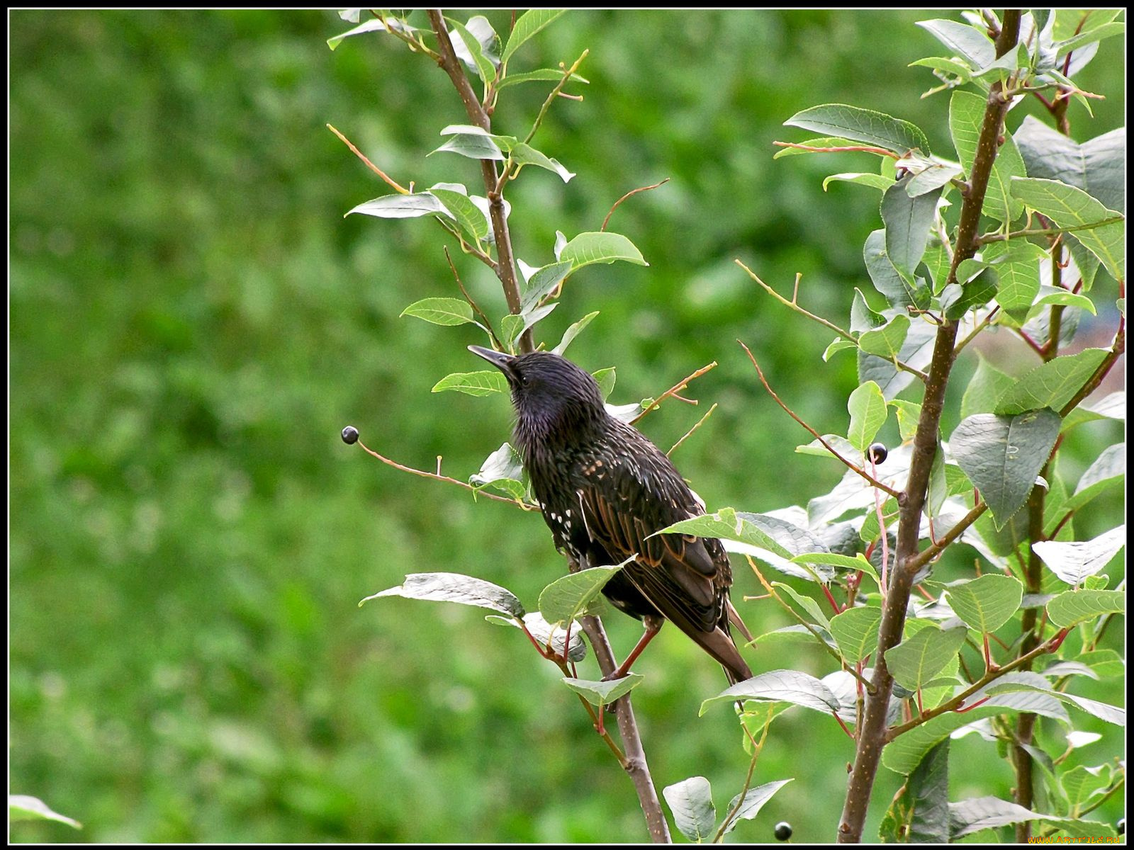 животные, птицы
