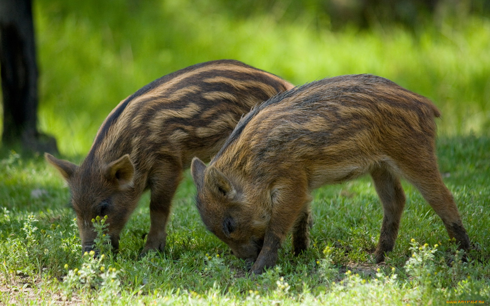 животные, свиньи, кабаны