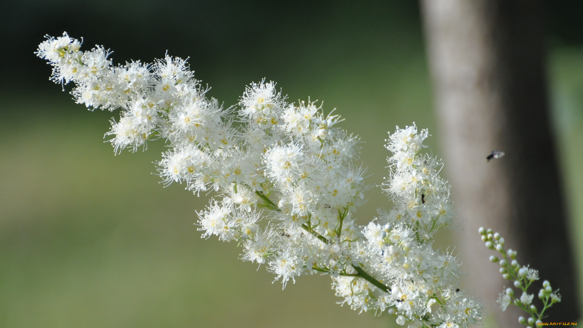 цветы, цветущие, деревья, кустарники