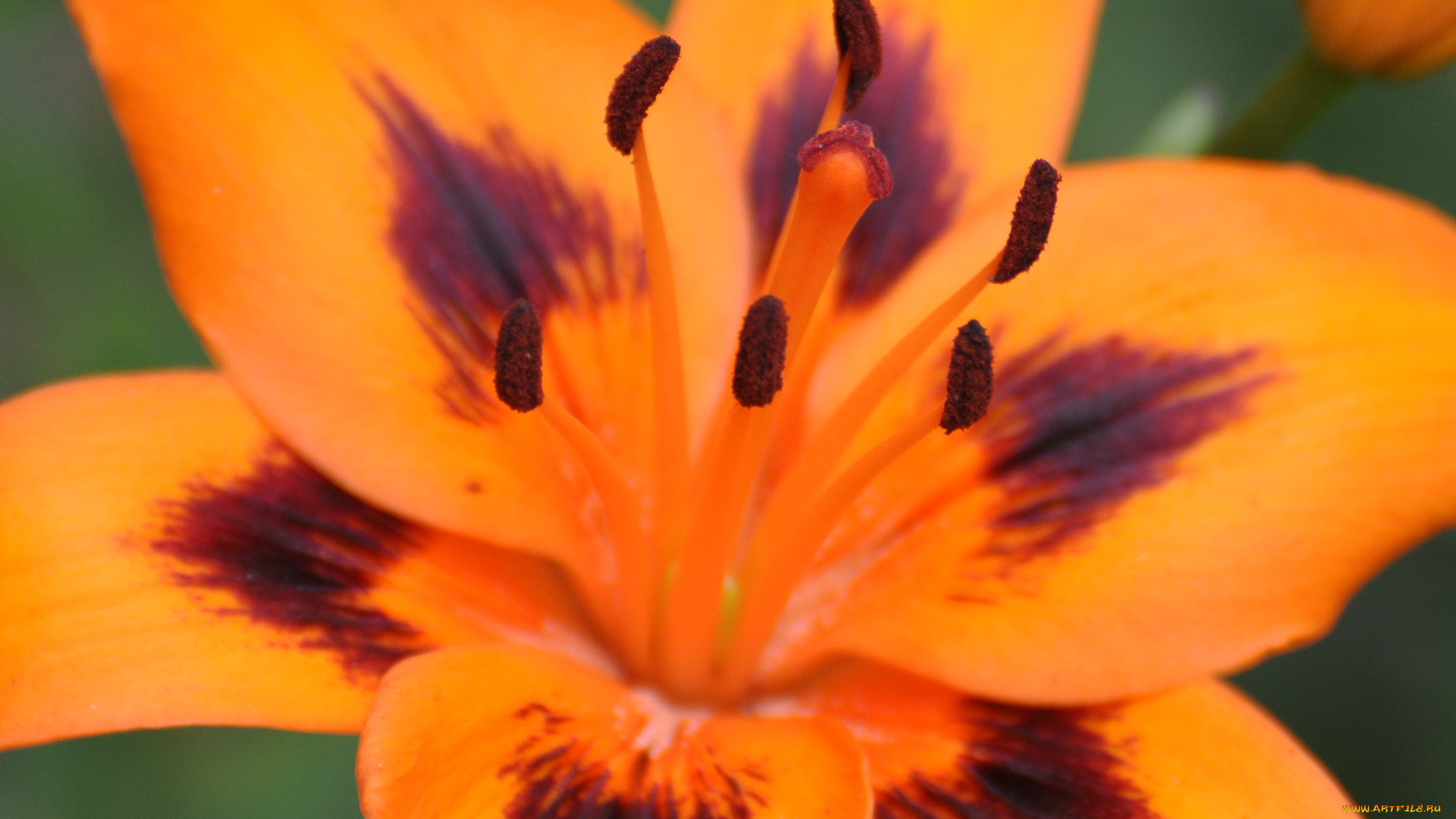 цветы, лилии, лилейники