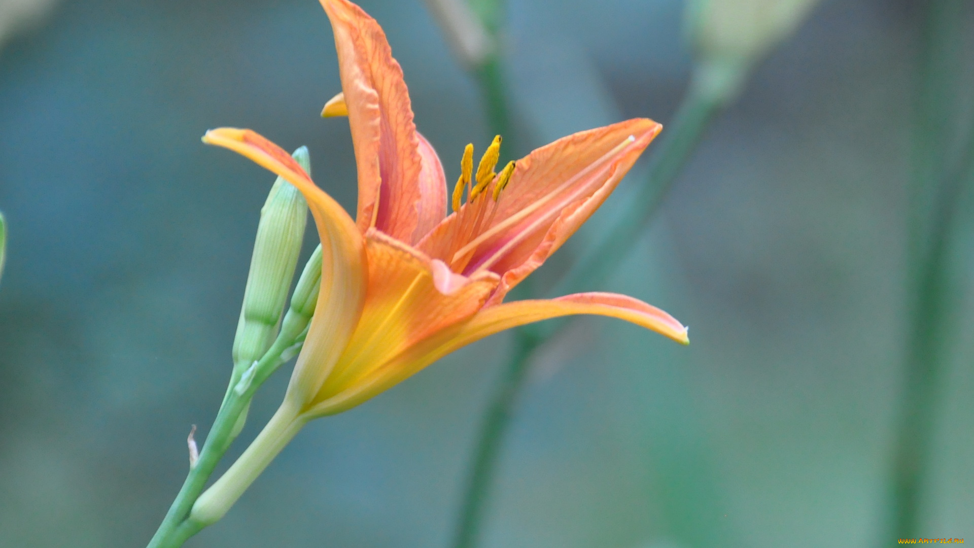 цветы, лилии, лилейники