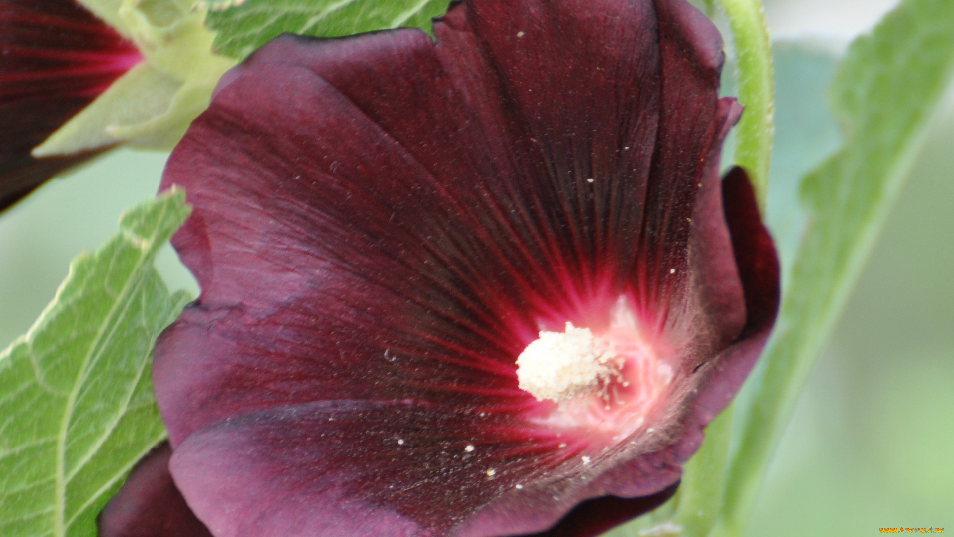 цветы, мальвы