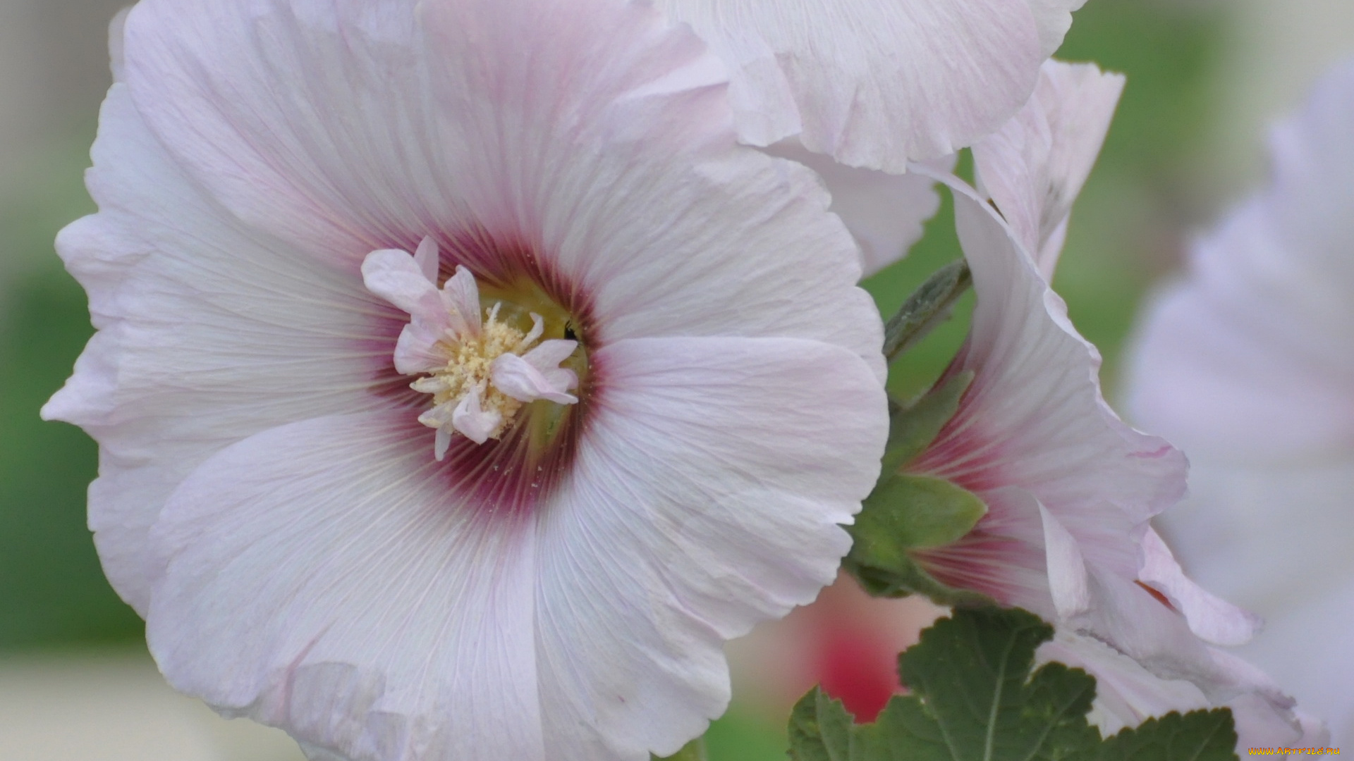 цветы, мальвы