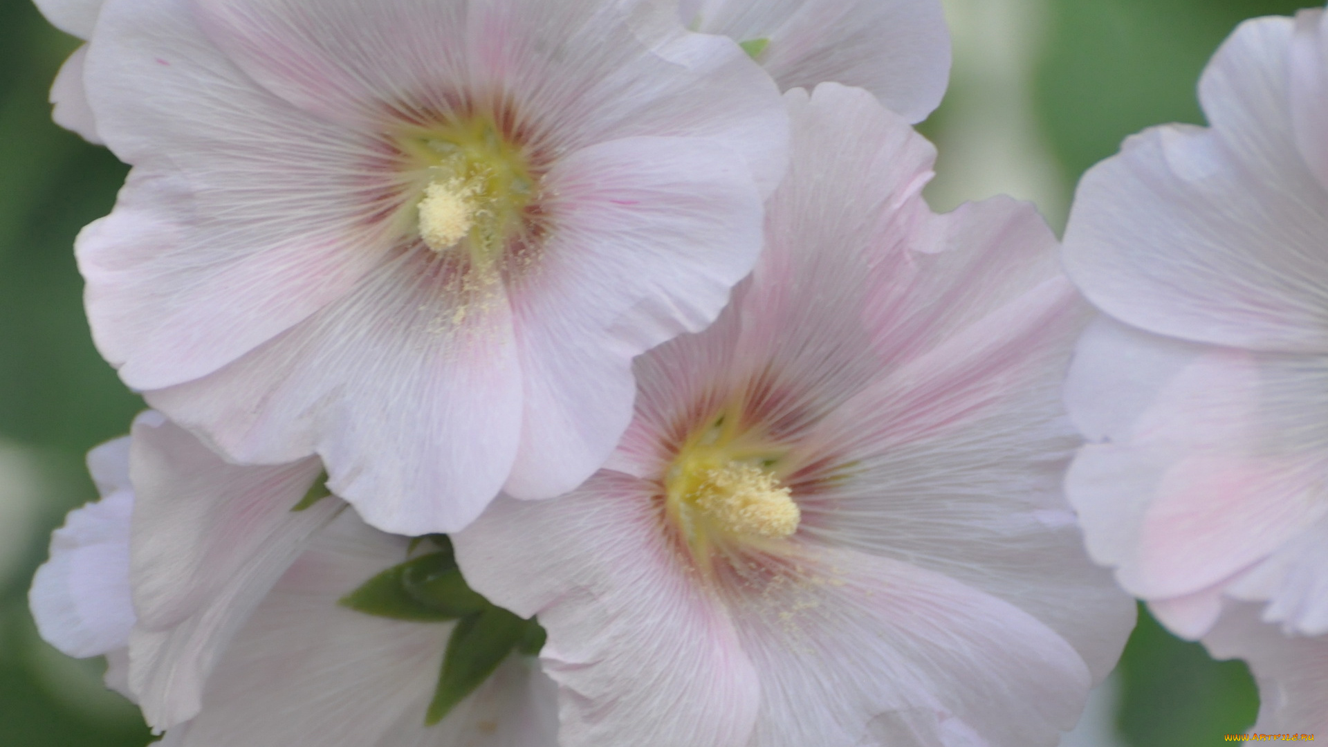 цветы, мальвы