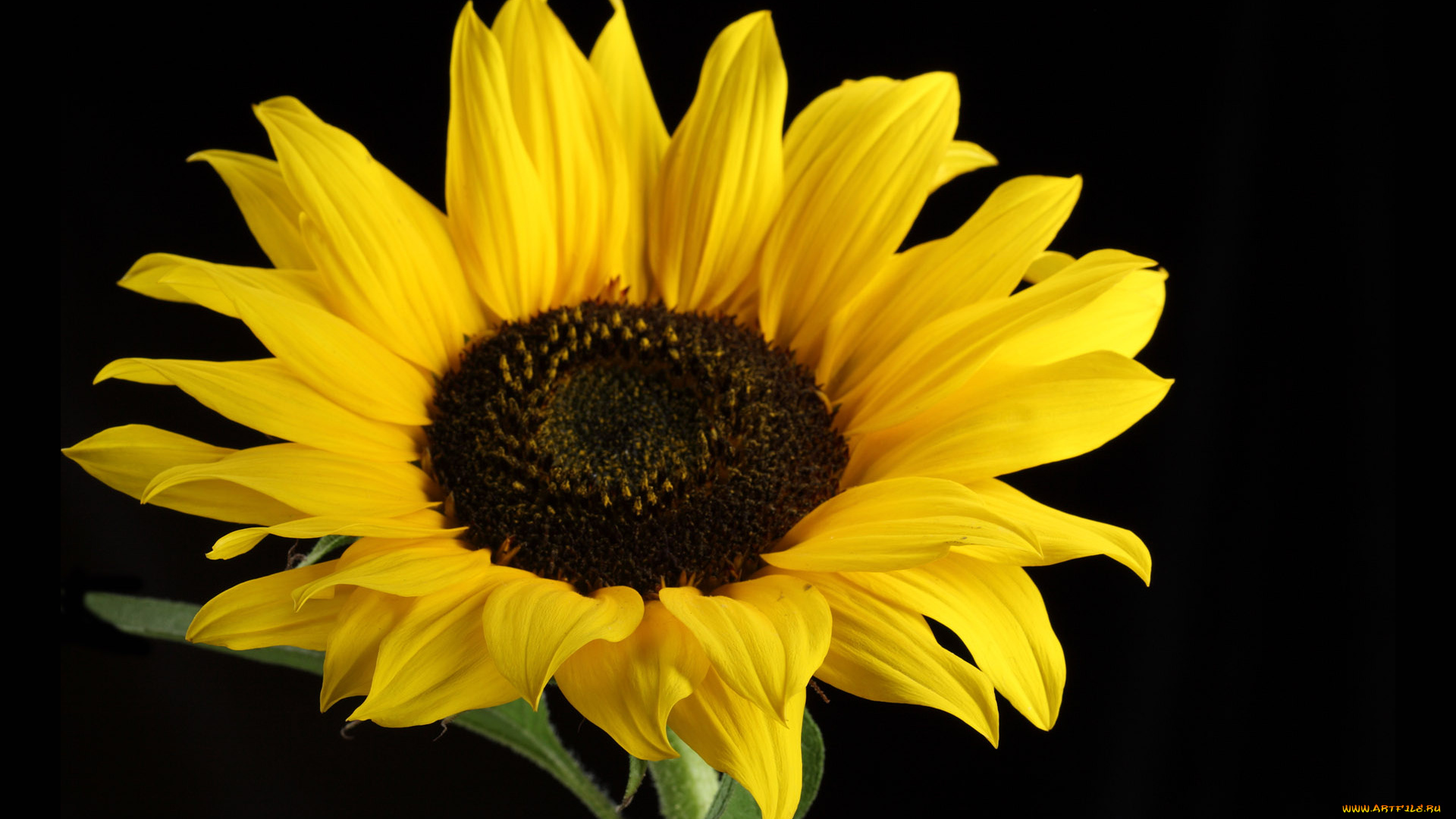 цветы, подсолнухи