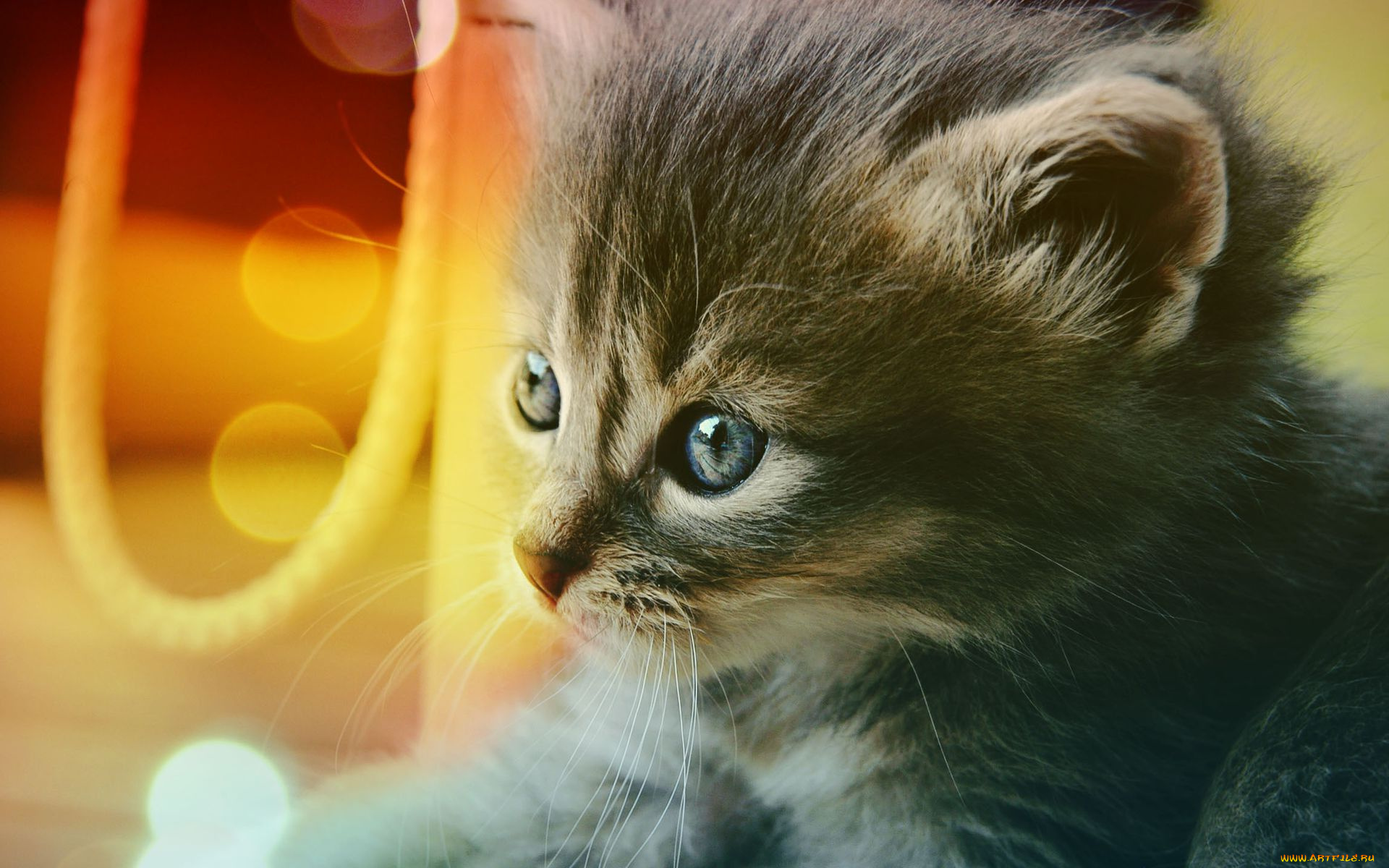 животные, коты