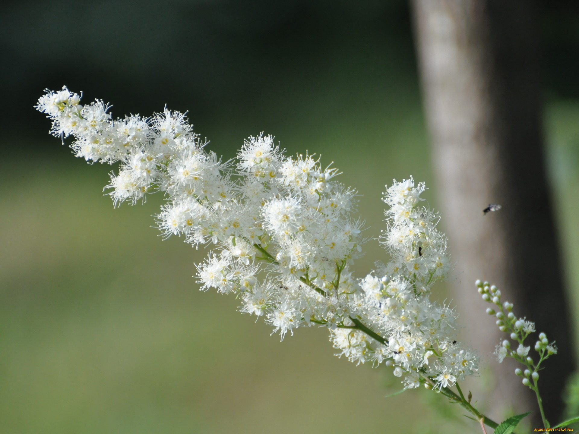 цветы, цветущие, деревья, кустарники