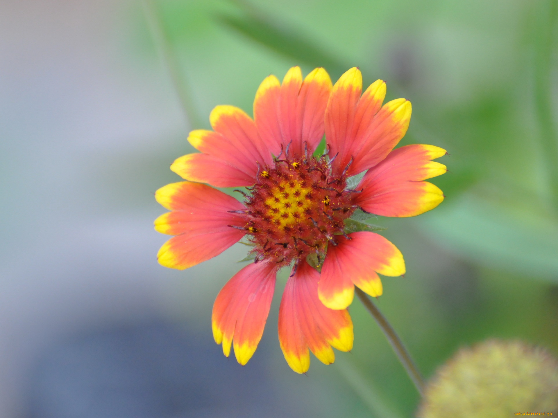 цветы, гайлардии, гелениумы