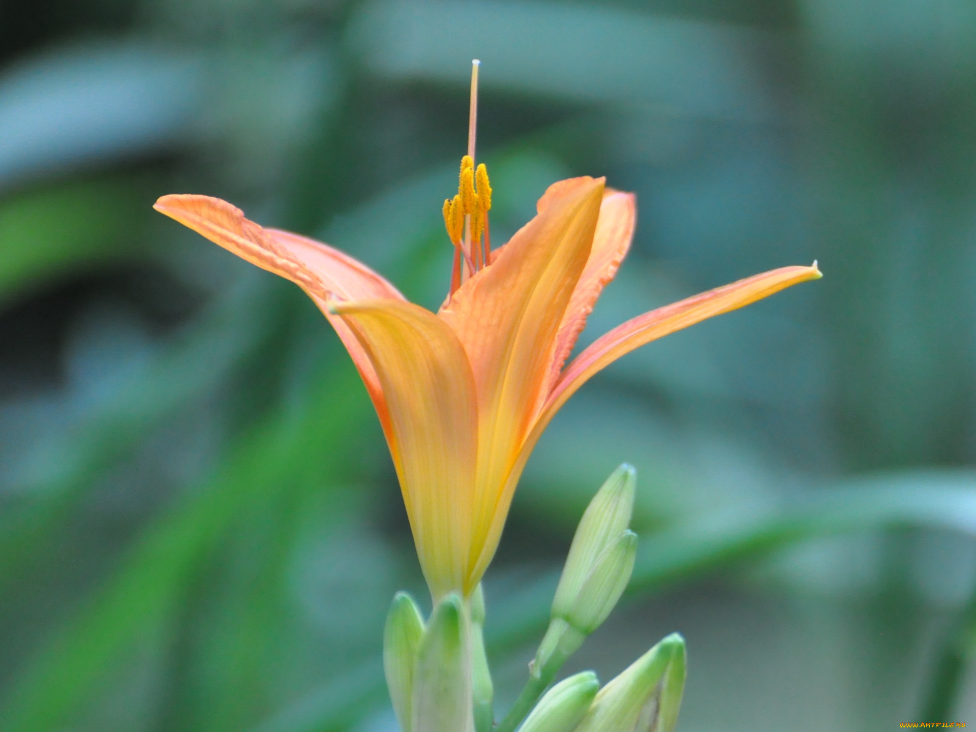 цветы, лилии, лилейники