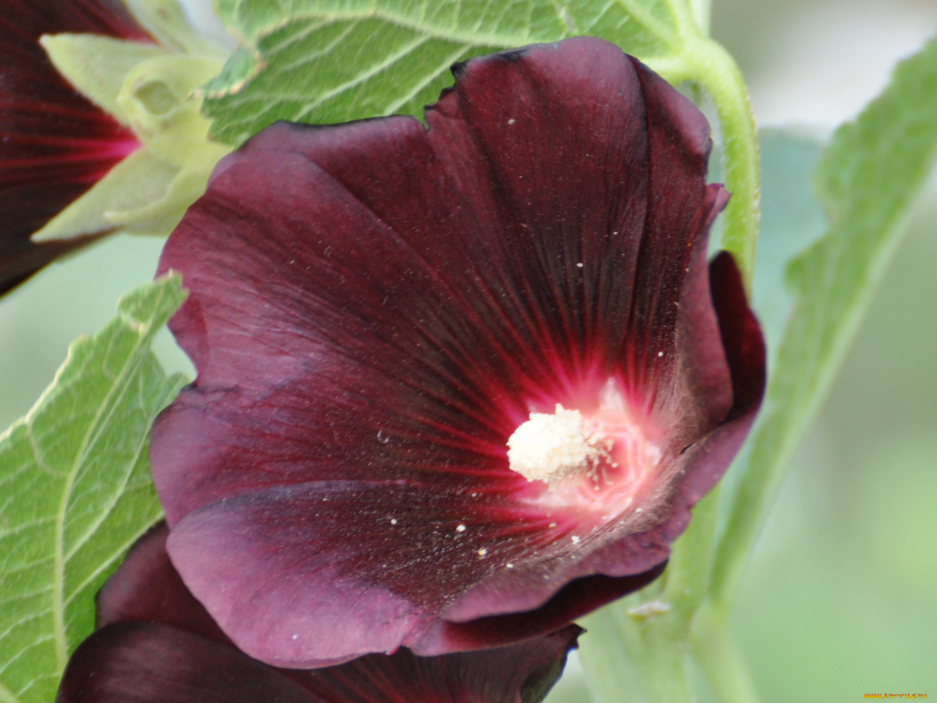 цветы, мальвы