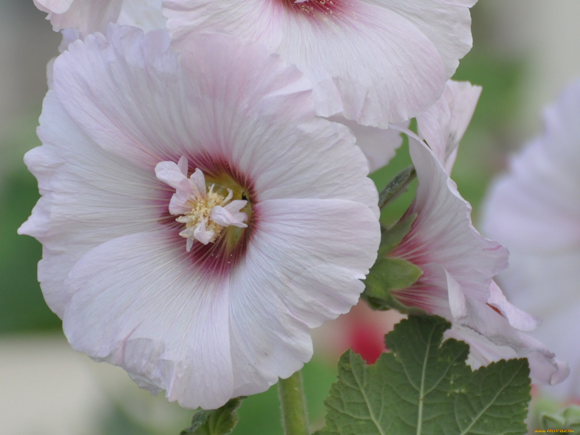 цветы, мальвы