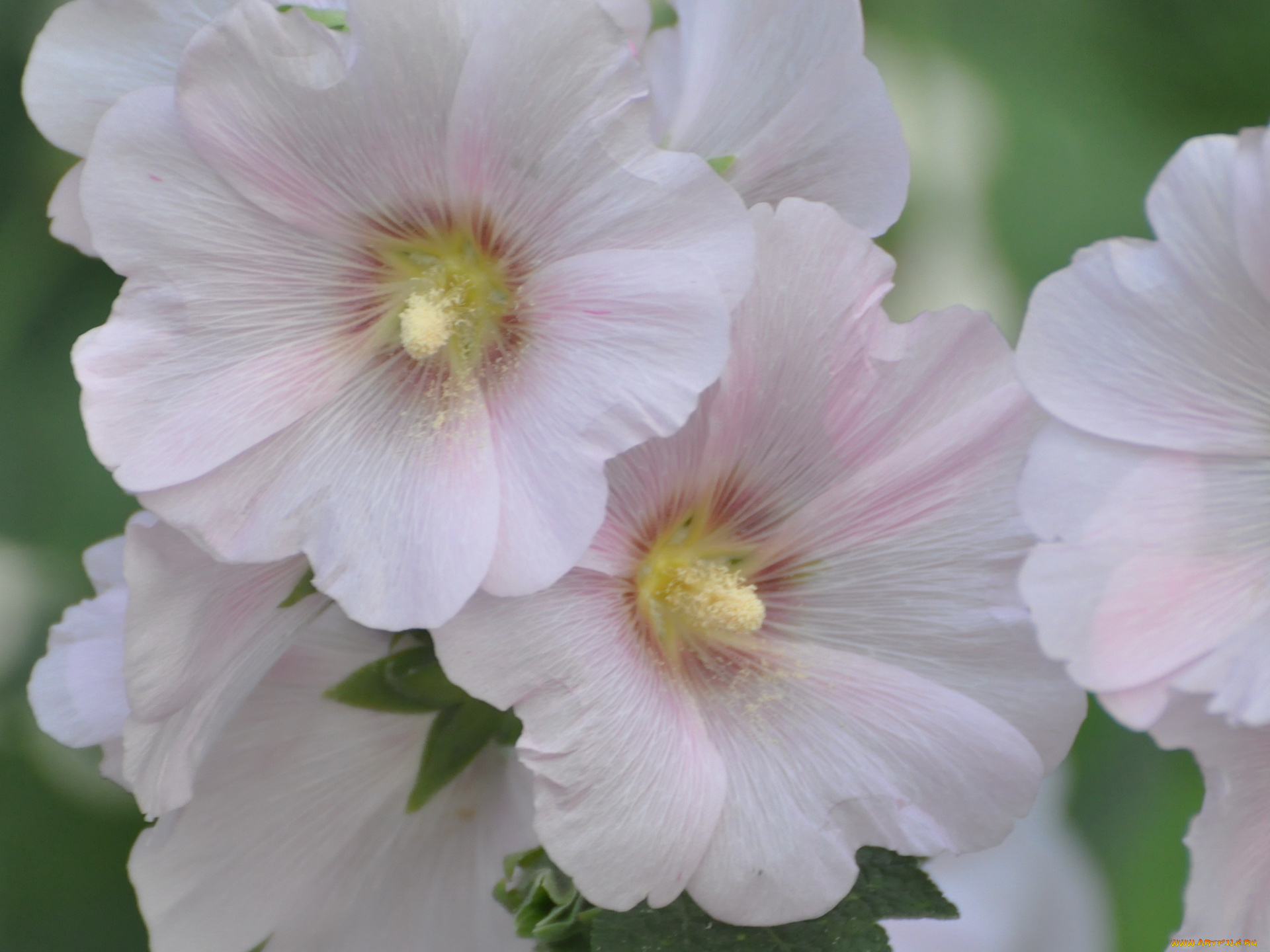 цветы, мальвы