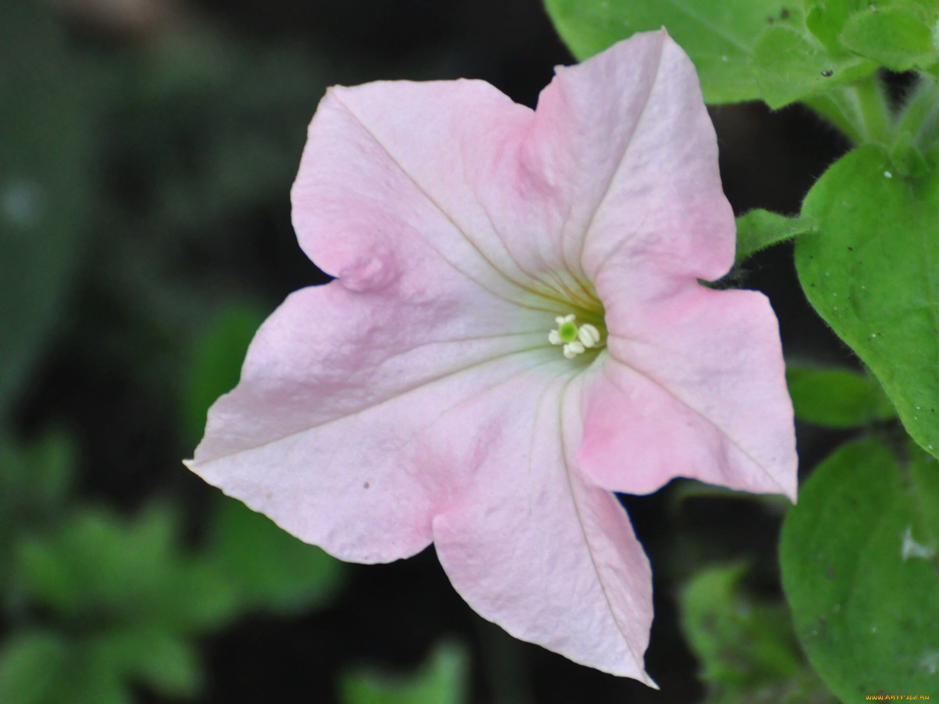 цветы, петунии, калибрахоа