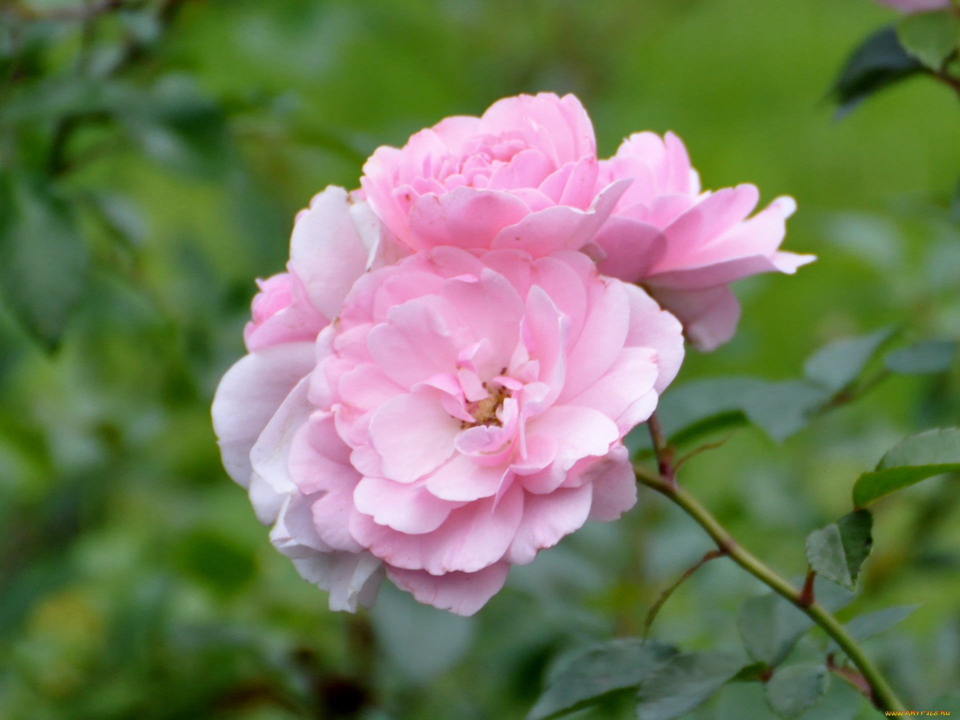 цветы, розы