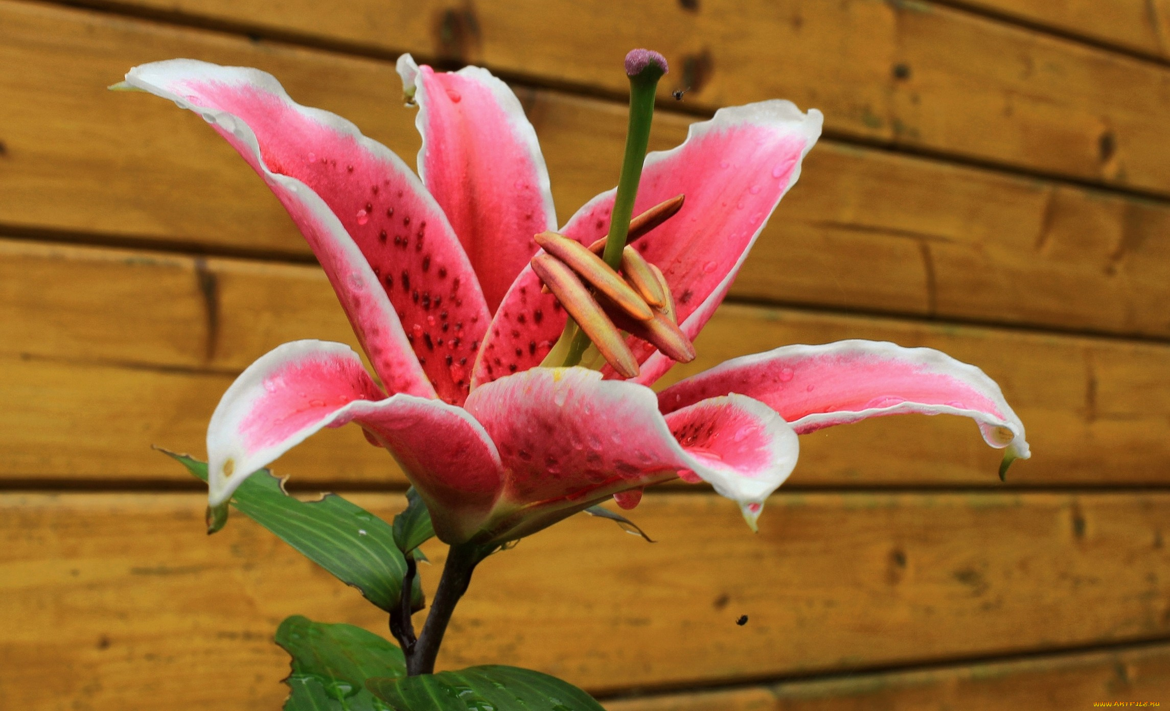 цветы, лилии, лилейники, лилия