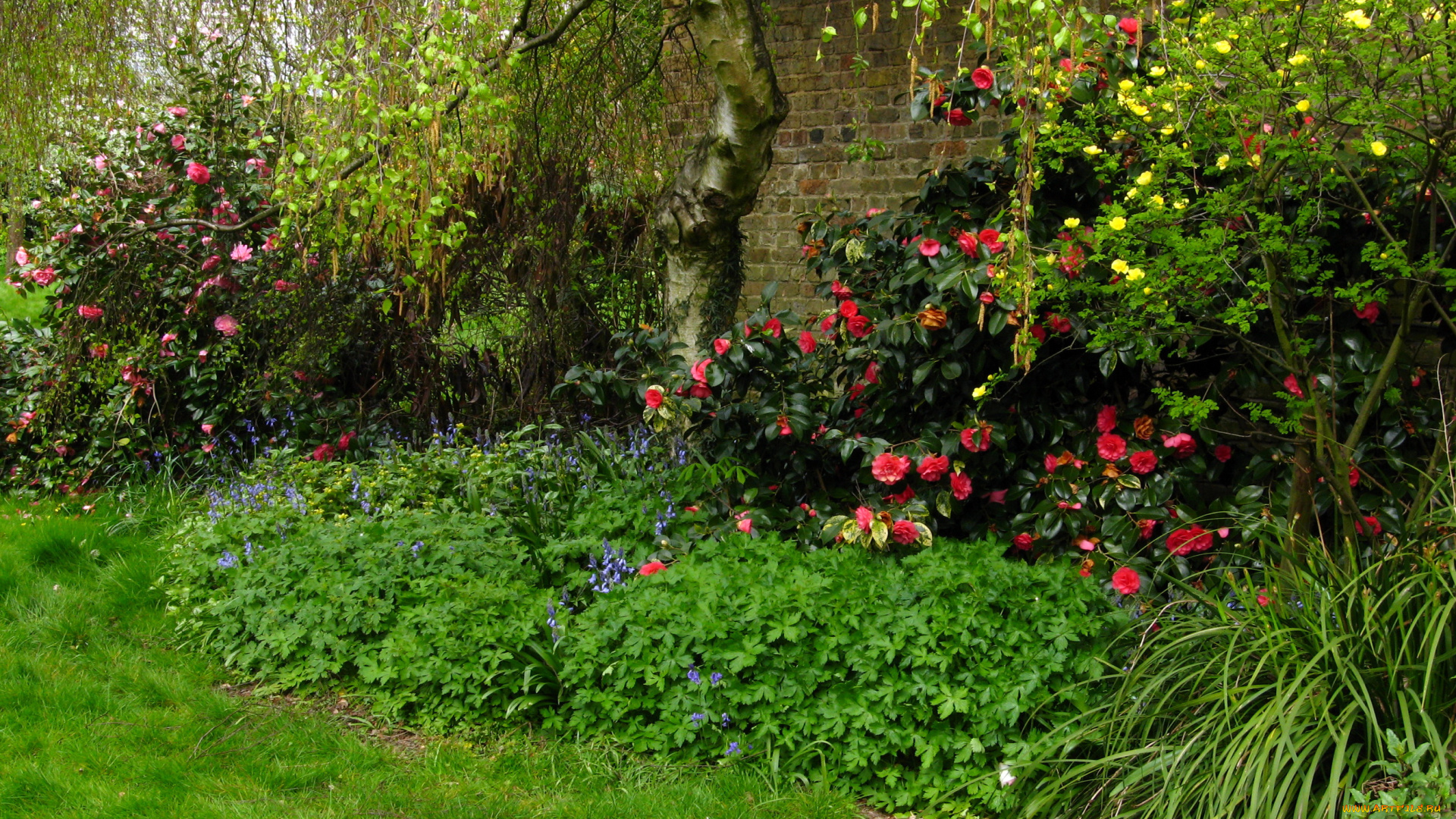 england, hampstead, природа, парк, деревья, трава, цветы