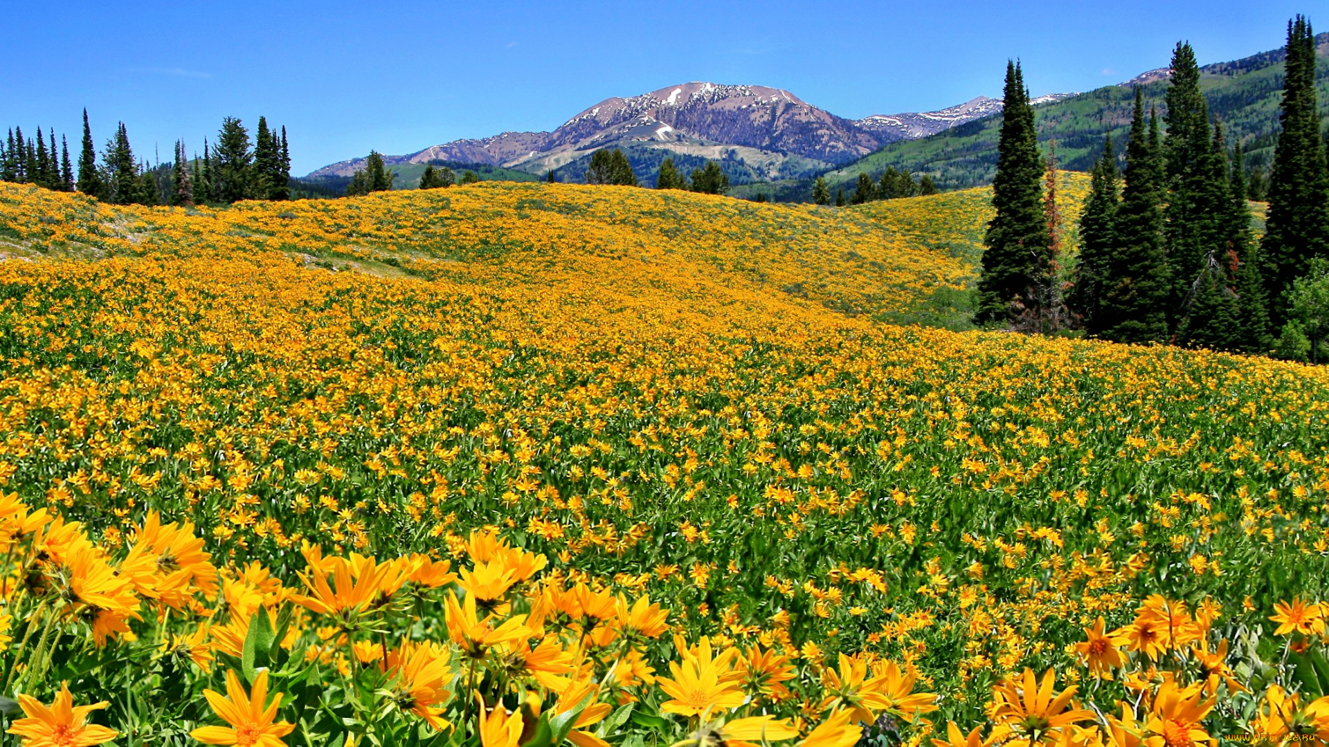 field, of, dreams, природа, луга, горы, лес, поле, цветы