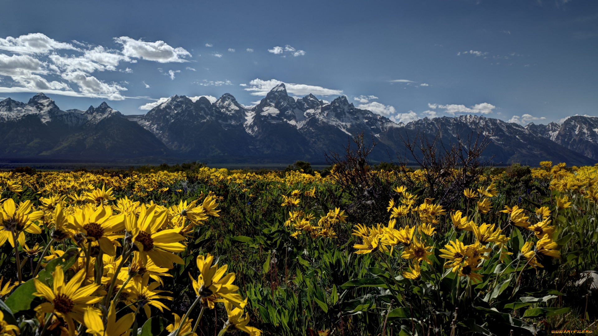 grand, teton, national, park, wyoming, природа, луга, цветы, вайоминг, горы, гранд-титон