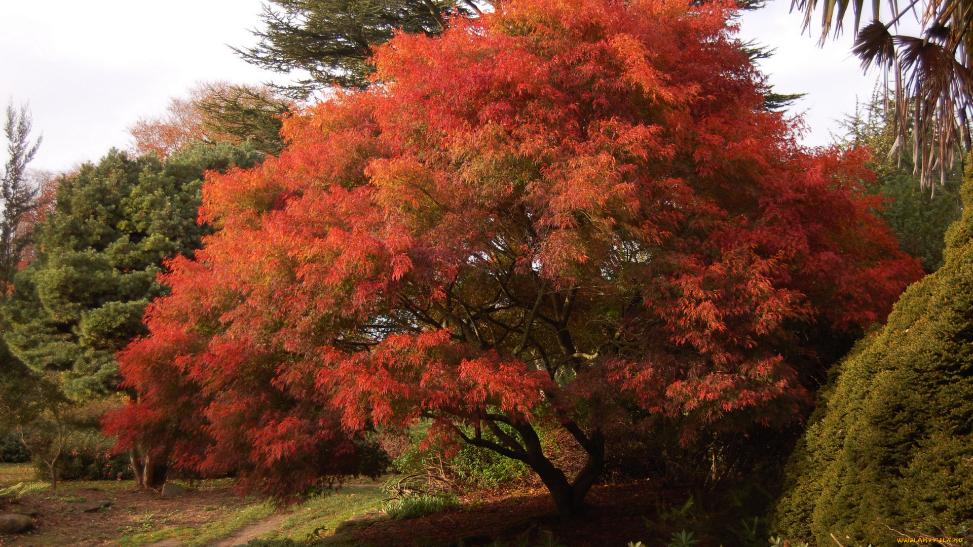 клён, дланевидный, природа, деревья, парк