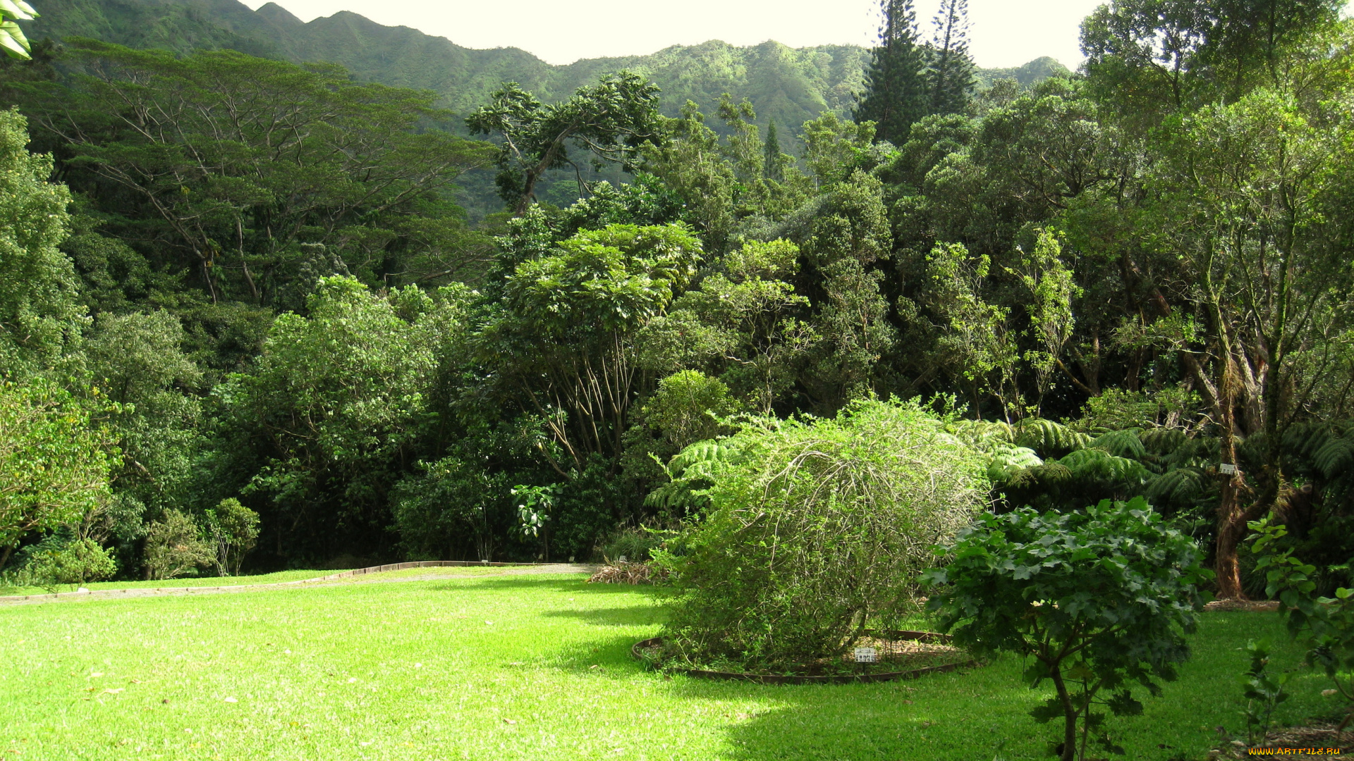 lyon, arboretum, oahu, hawaii, природа, парк, тропики, растения, трава