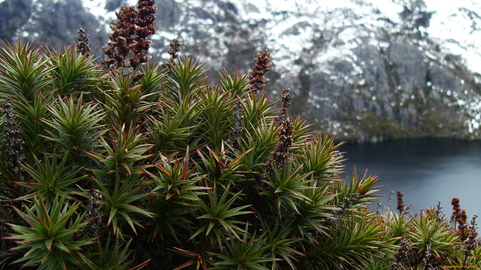 mountain, flora, crater, lake, природа, другое, горы, растительность, озеро