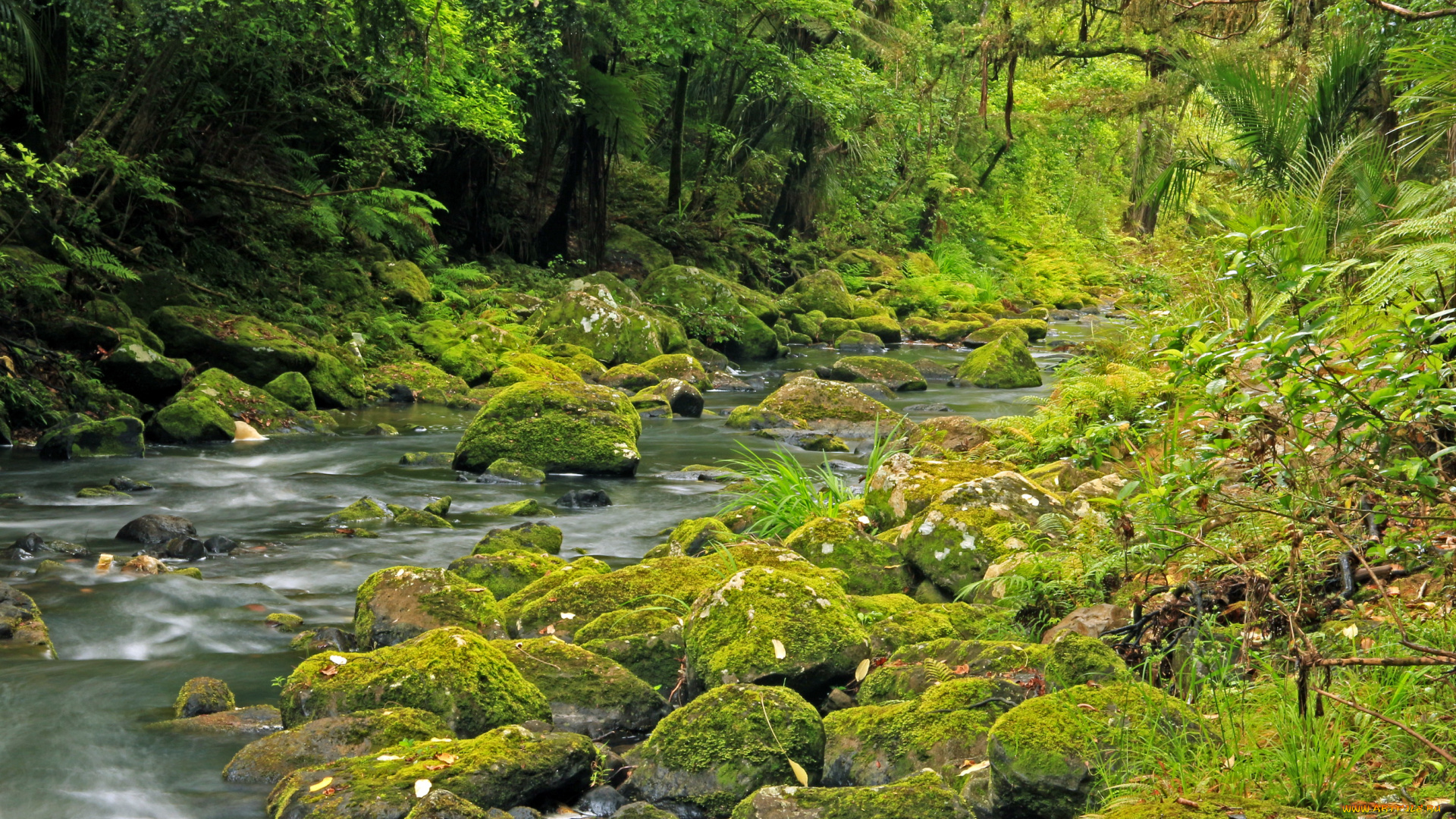 new, zealand, природа, реки, озера, река, лес, тропики