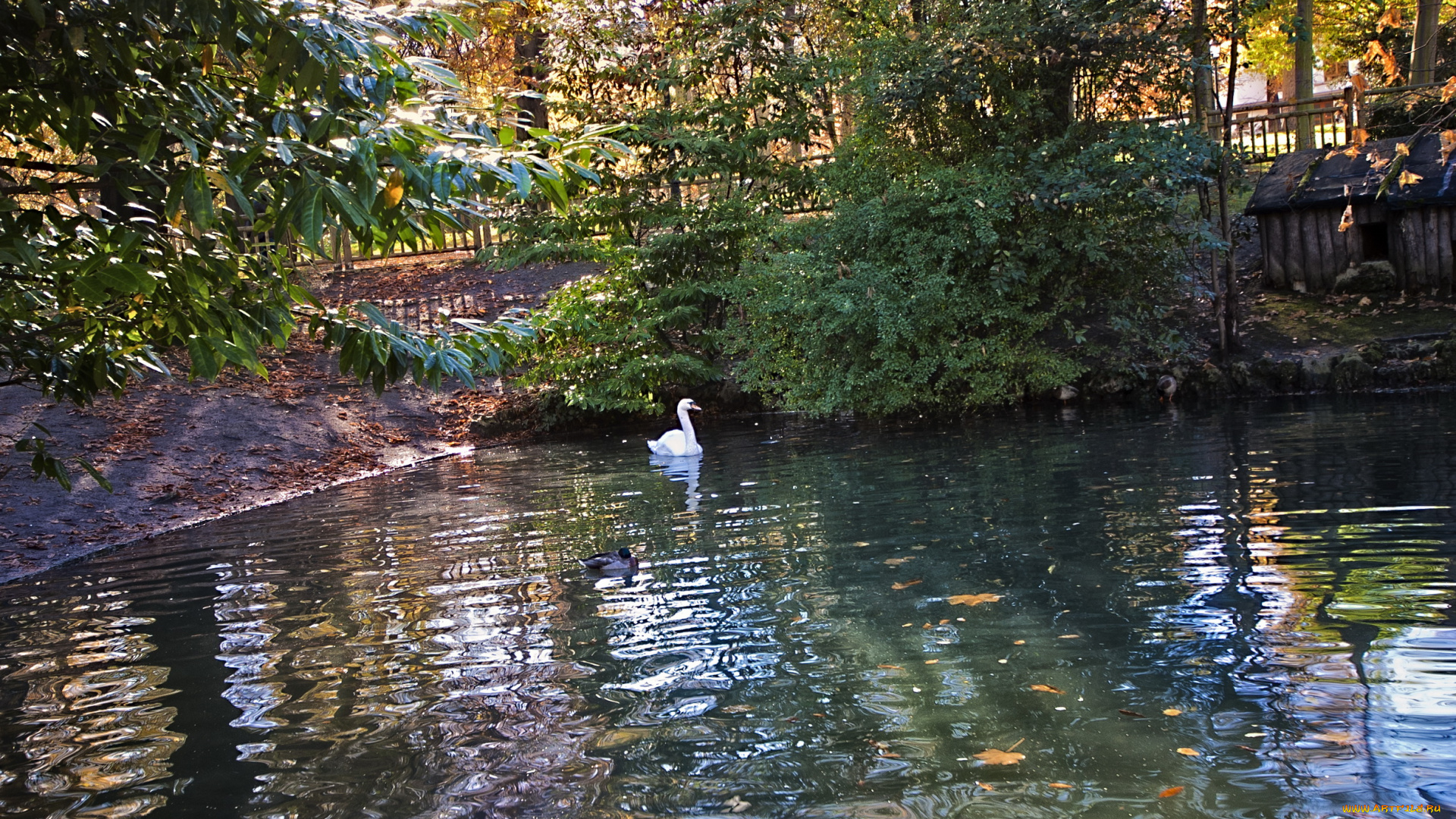 oviedo, испания, природа, парк, утки, водоем