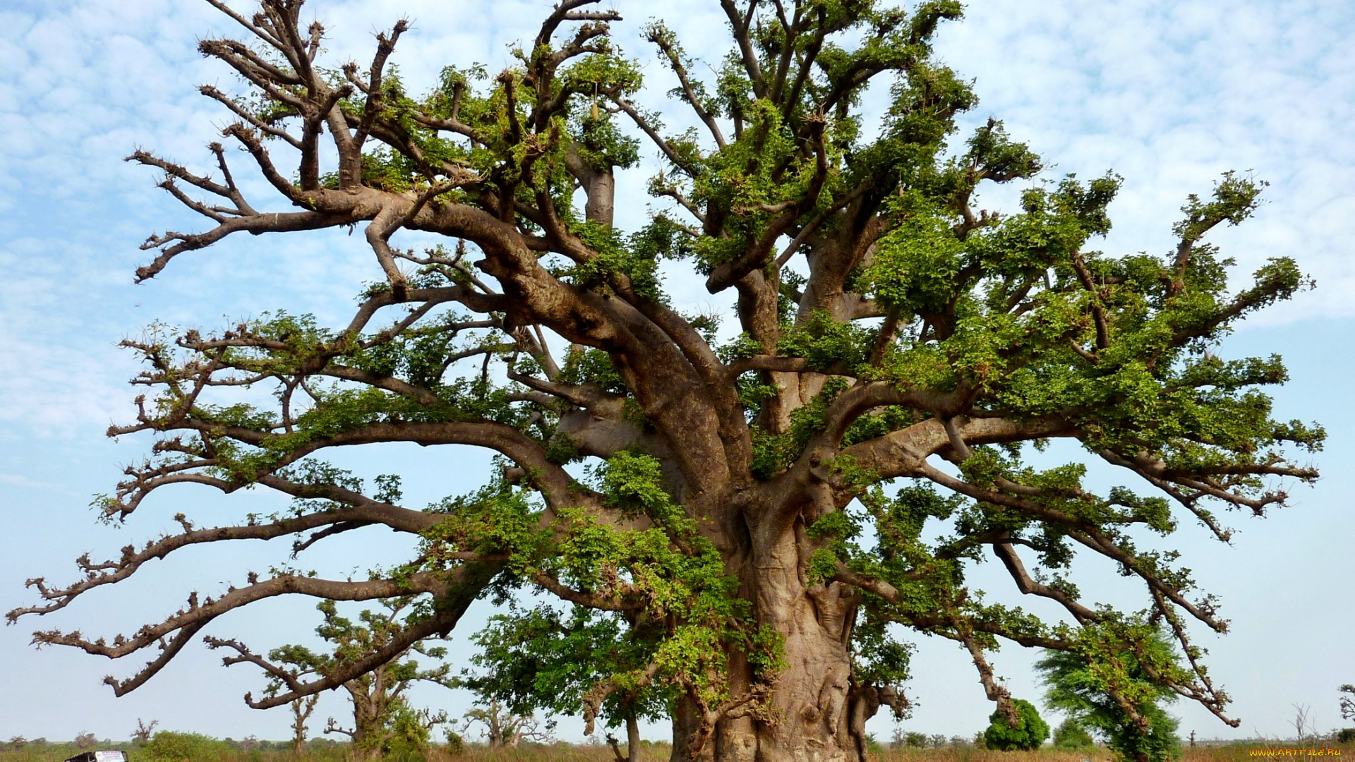 природа, деревья, саванна, баобаб, ствол, крона, дерево